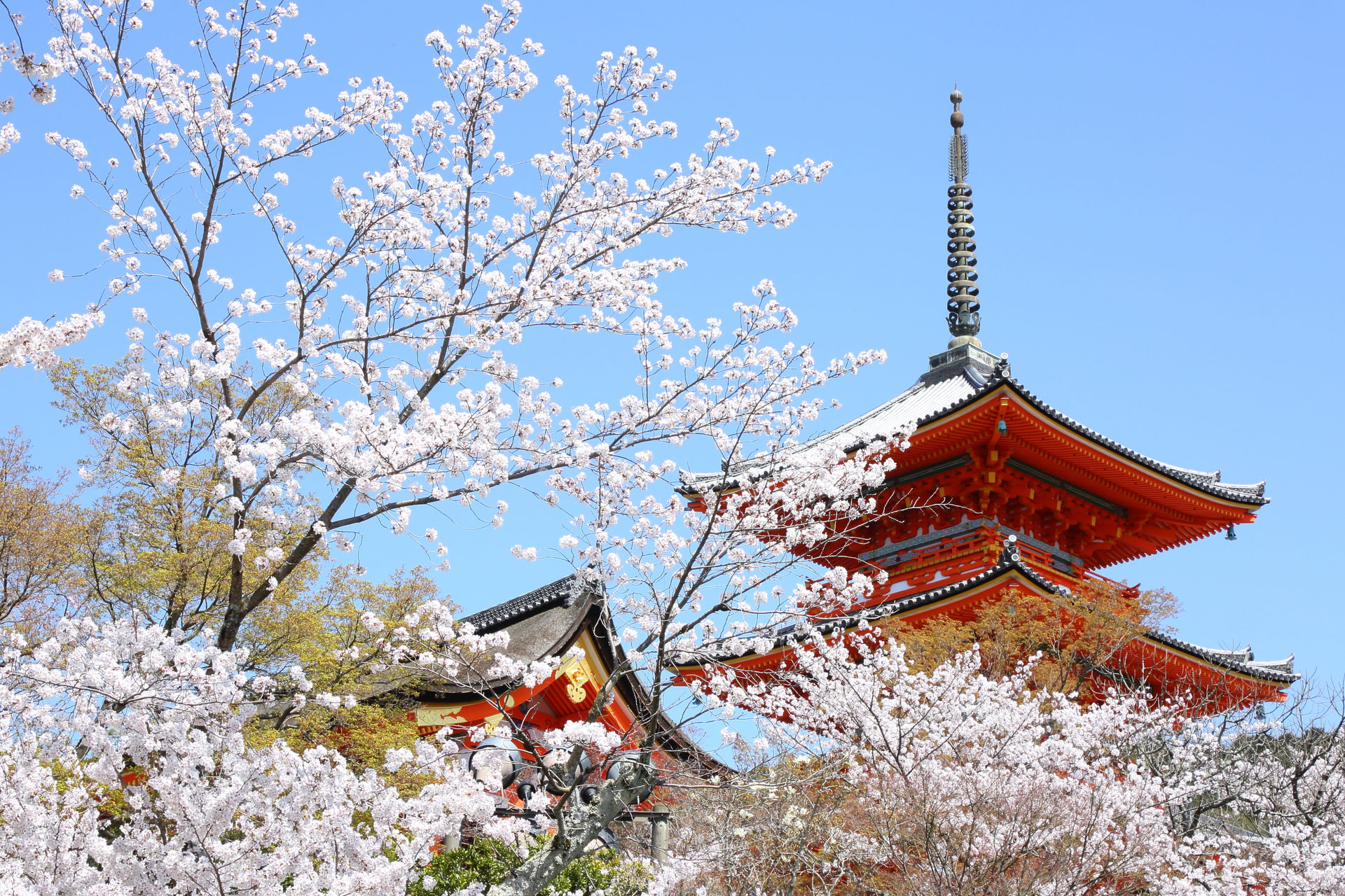 清水寺の桜と五重塔