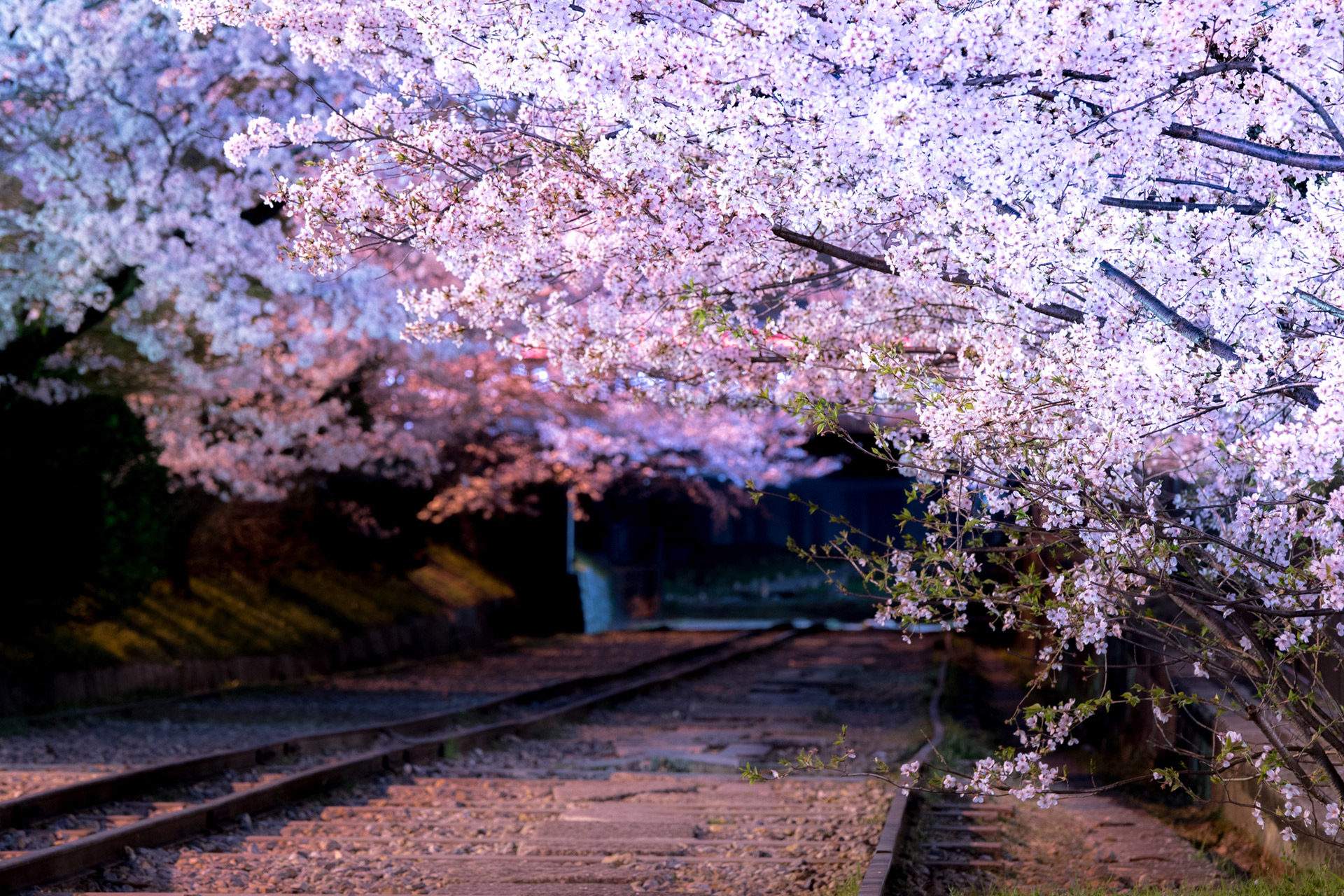 蹴上インクライン-桜