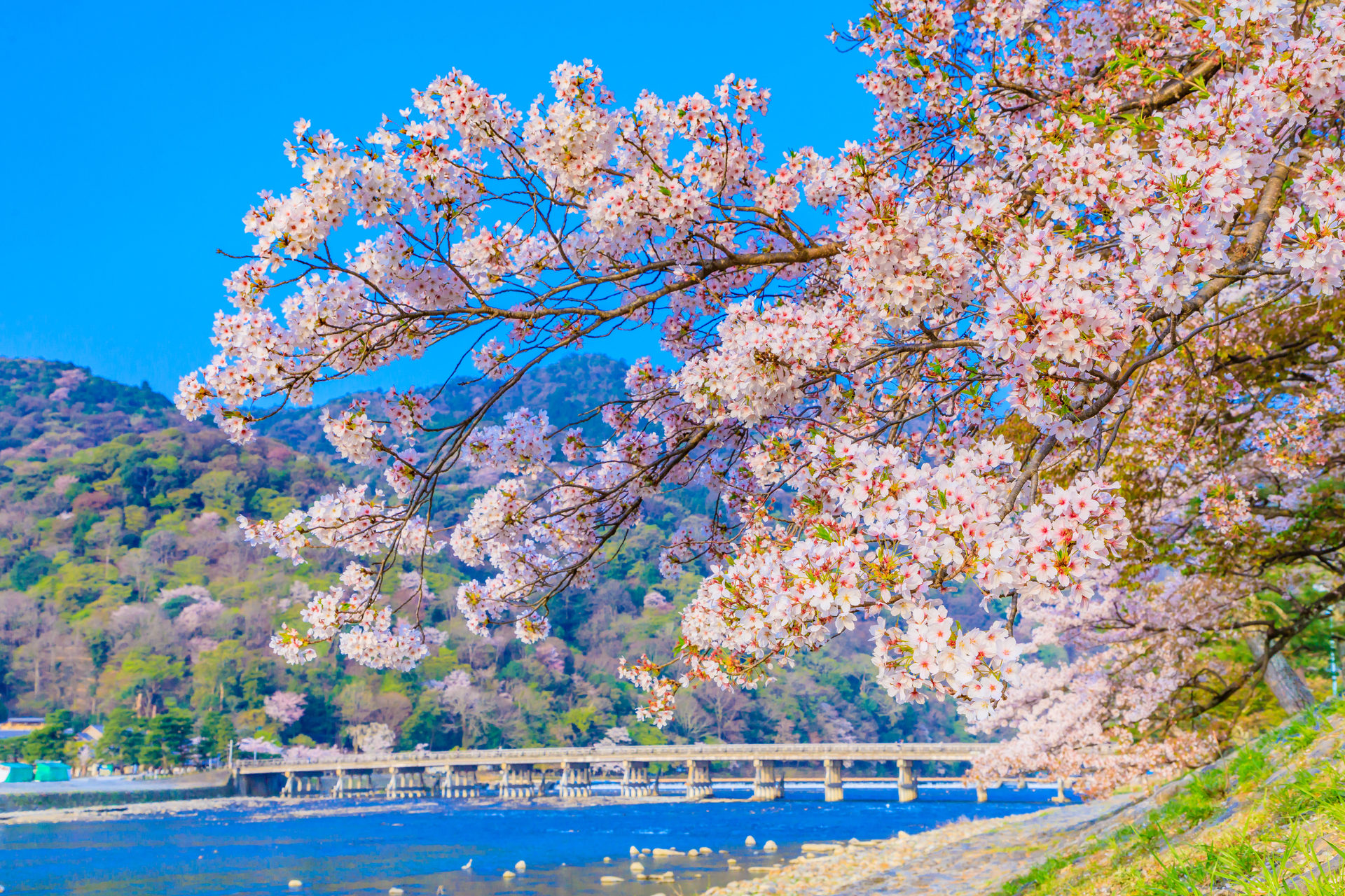 春の京都は魅力満載 京都でとっておきの春を見つけてませんか Caedekyoto カエデ京都 紅葉と伝統美を引き継ぐバッグ