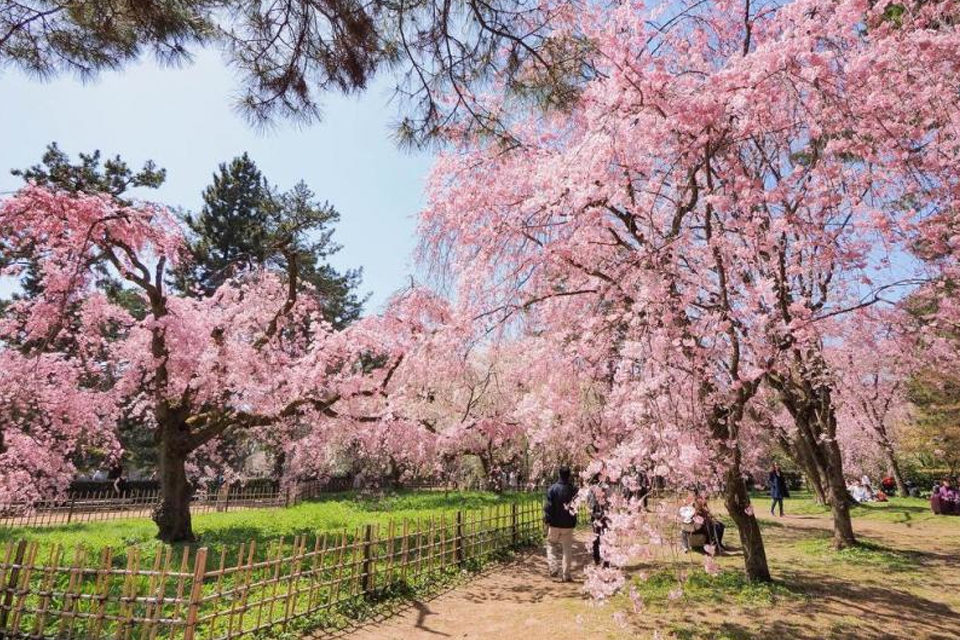 京都の桜は圧巻の美しさ ここは抑えておくべき名所マップ Caedekyoto カエデ京都 紅葉と伝統美を引き継ぐバッグ