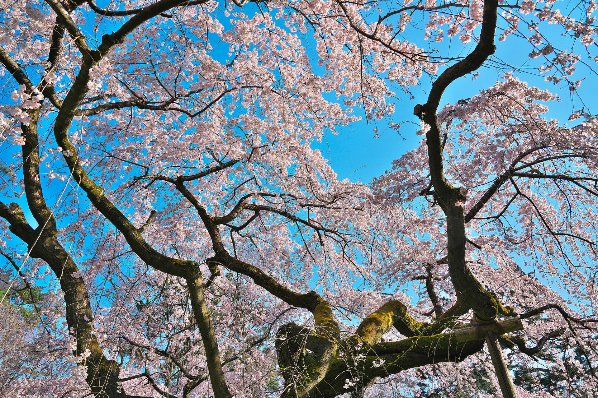 京都の桜を満喫するならば この公園がおすすめ Caedekyoto カエデ京都 紅葉と伝統美を引き継ぐバッグ