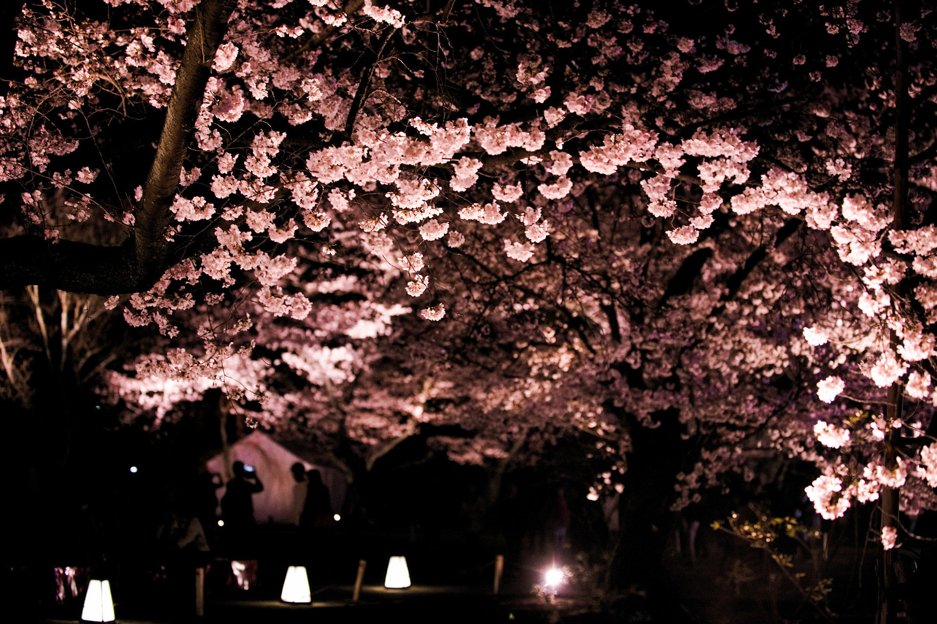 京都府内6位の桜の名所 二条城から見る美しい景色は Caedekyoto カエデ京都 紅葉と伝統美を引き継ぐバッグ