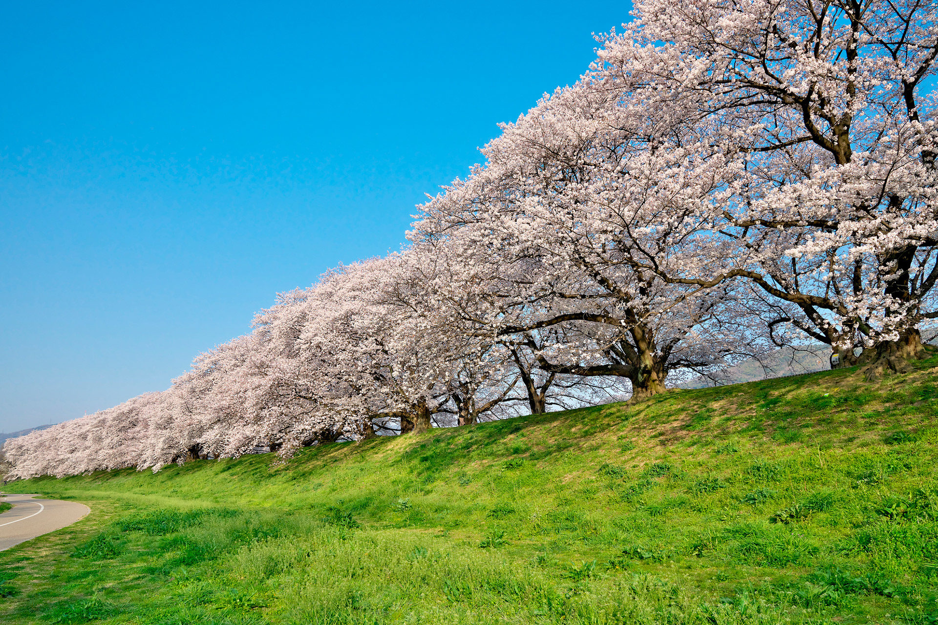 京都の桜の満開の時期はいつ頃 過去の満開の時期は Caedekyoto カエデ京都 紅葉と伝統美を引き継ぐバッグ