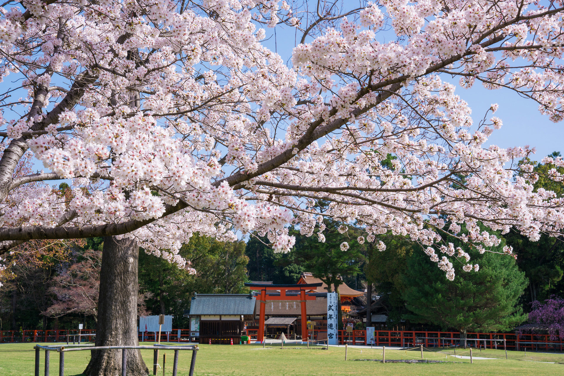 桜が美しく眺めることが出来るのはここだけ 京都の神社をご紹介 Caedekyoto カエデ京都 紅葉と伝統美を引き継ぐバッグ