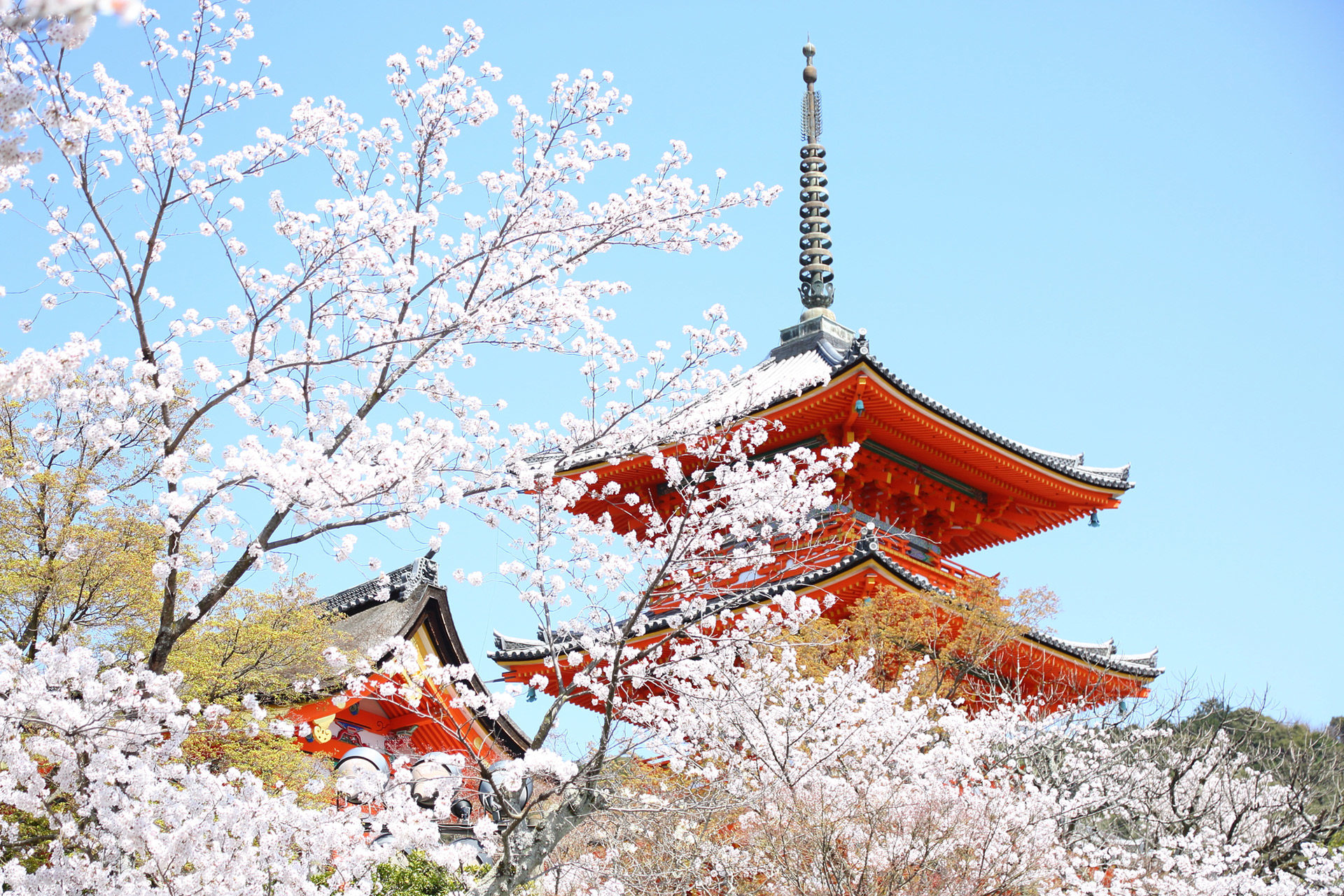 京都 仁和寺 の美しい桜で 癒されてみませんか Caedekyoto カエデ京都 紅葉と伝統美を引き継ぐバッグ