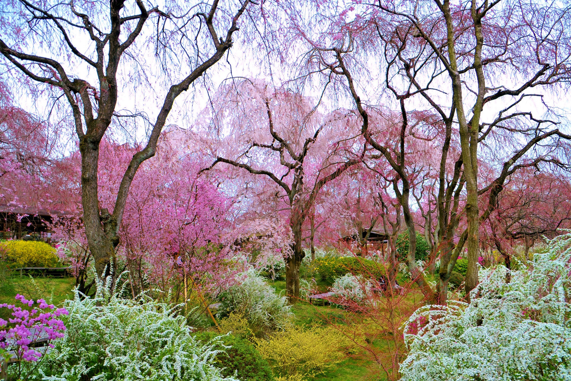 京都の地元の人しか知らない 桜の名所原谷苑とは Caedekyoto カエデ京都 紅葉と伝統美を引き継ぐバッグ