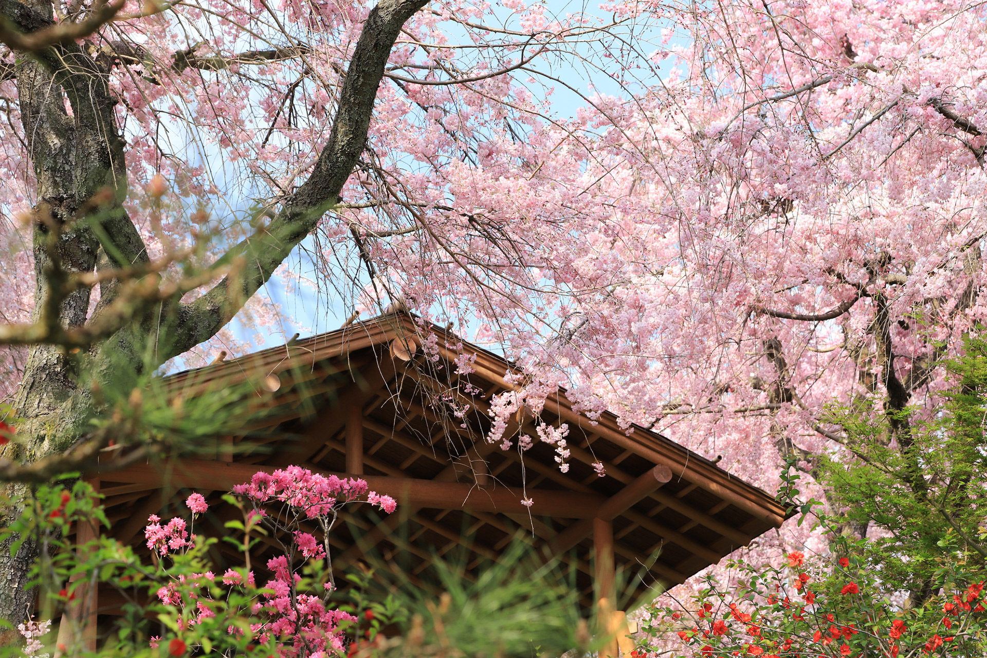 京都の桜は圧巻の美しさ ここは抑えておくべき名所マップ Caedekyoto カエデ京都 紅葉と伝統美を引き継ぐバッグ