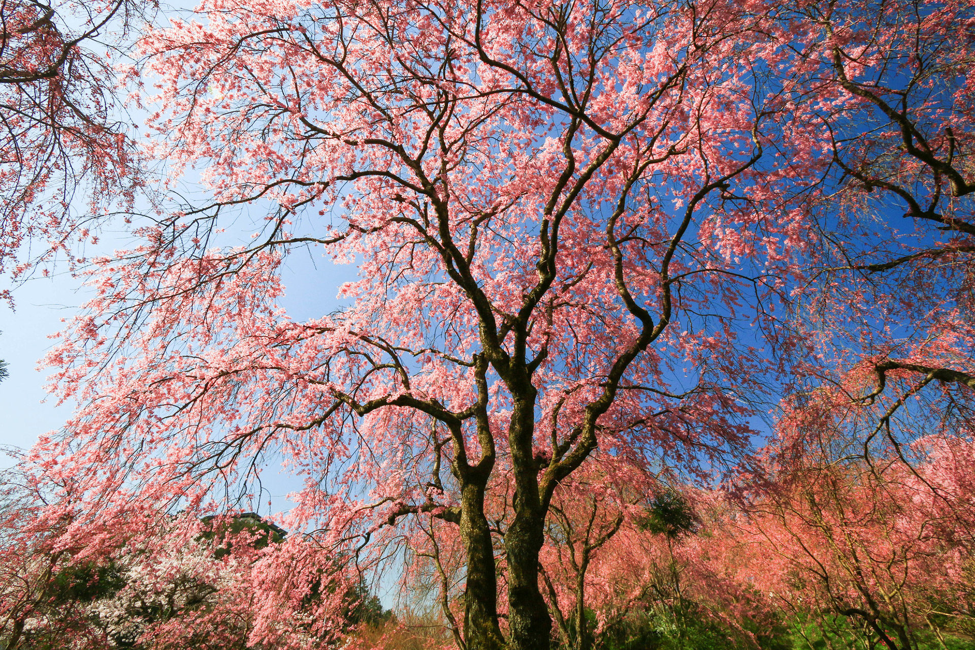 京都の地元の人しか知らない 桜の名所原谷苑とは Caedekyoto カエデ京都 紅葉と伝統美を引き継ぐバッグ