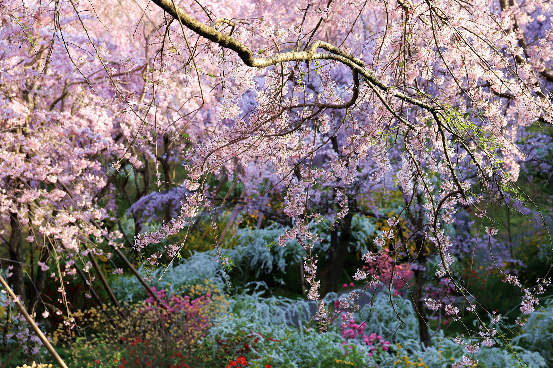 桜の美しさを感じたい方はぜひ京都へ 桜の穴場スポットは Caedekyoto カエデ京都 紅葉と伝統美を引き継ぐバッグ