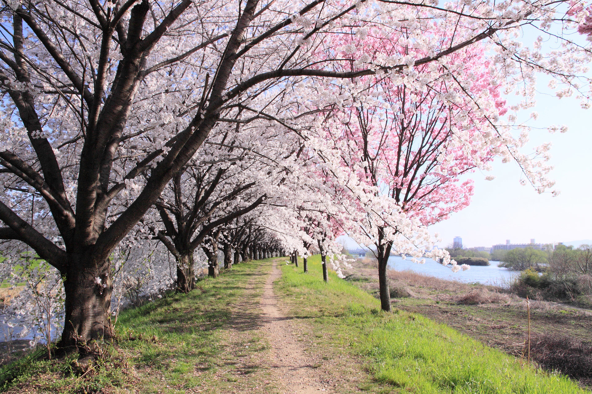 京都で見られる絶景の桜並木でゆったりと過ごしてみませんか Caedekyoto カエデ京都 紅葉と伝統美を引き継ぐバッグ