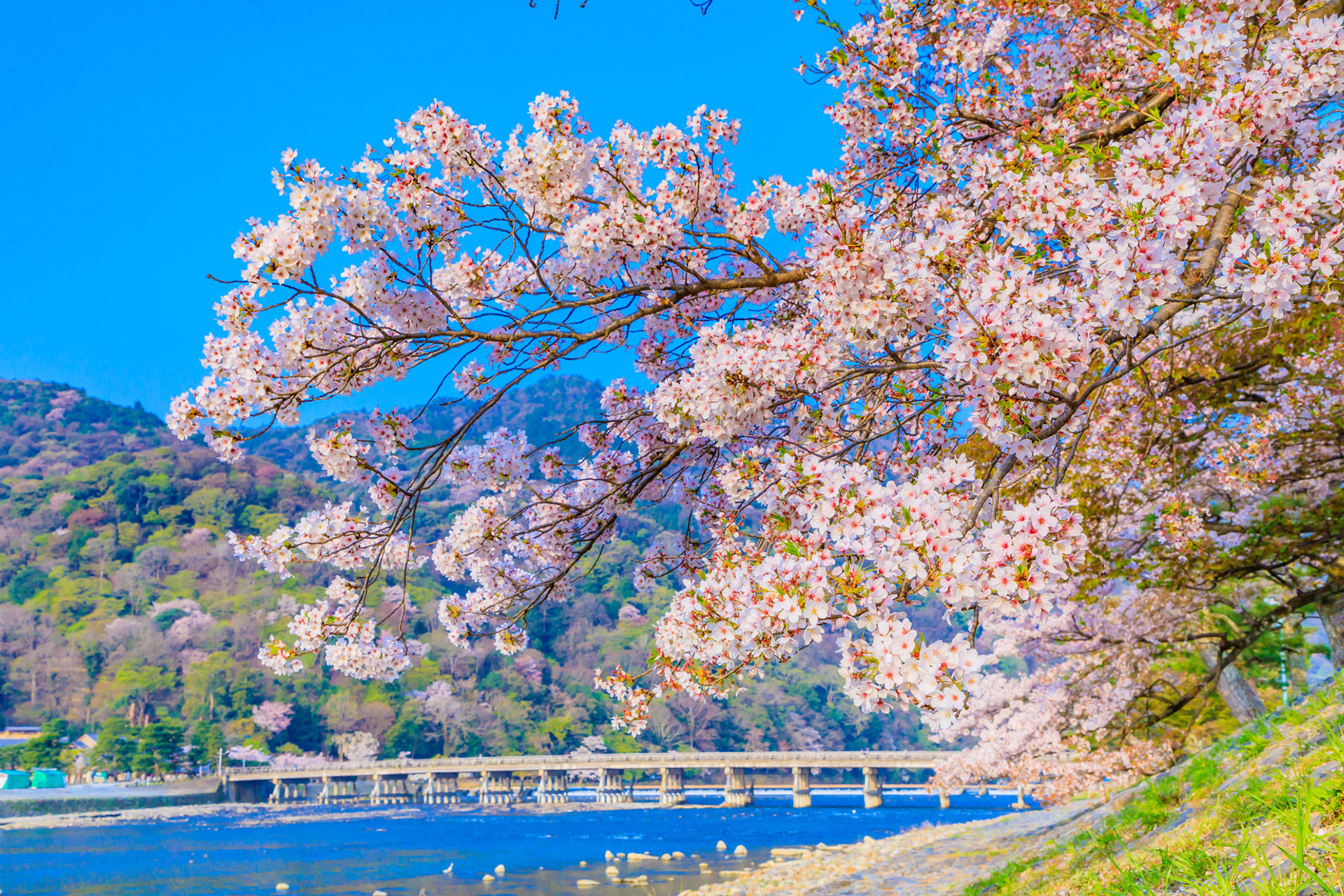 京都の有名観光地 嵐山 ここで見られる桜の絶景とは Caedekyoto カエデ京都 紅葉と伝統美を引き継ぐバッグ