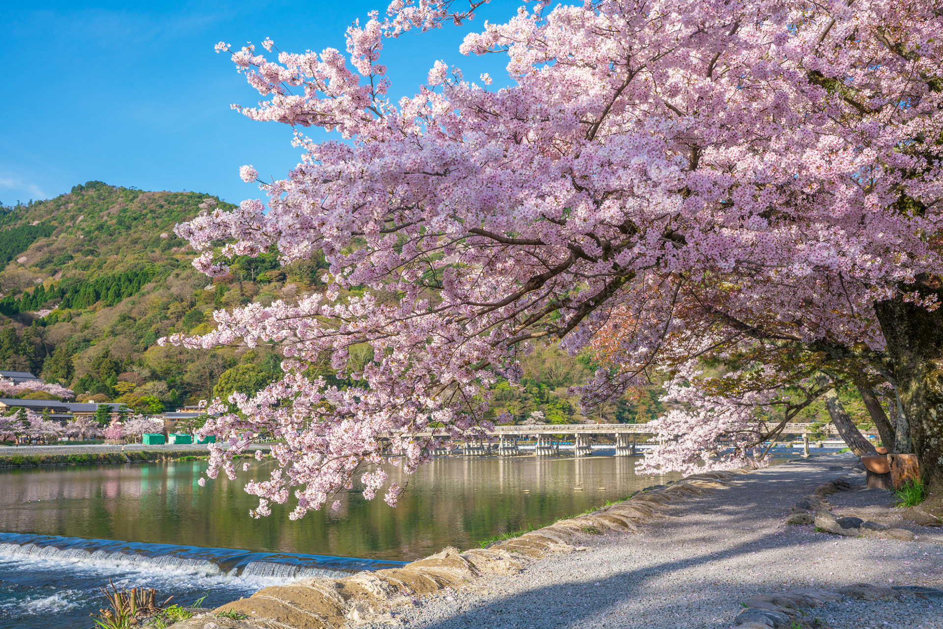 京都 嵐山 桜 Caedekyoto カエデ京都 紅葉と伝統美を引き継ぐバッグ