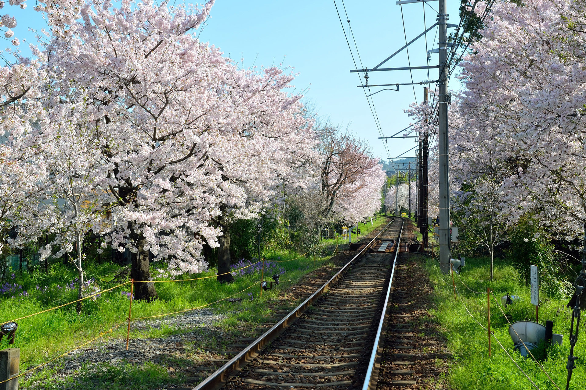 京都の中でも美しい桜のトンネルをご存知でしょうか Caedekyoto カエデ京都 紅葉と伝統美を引き継ぐバッグ