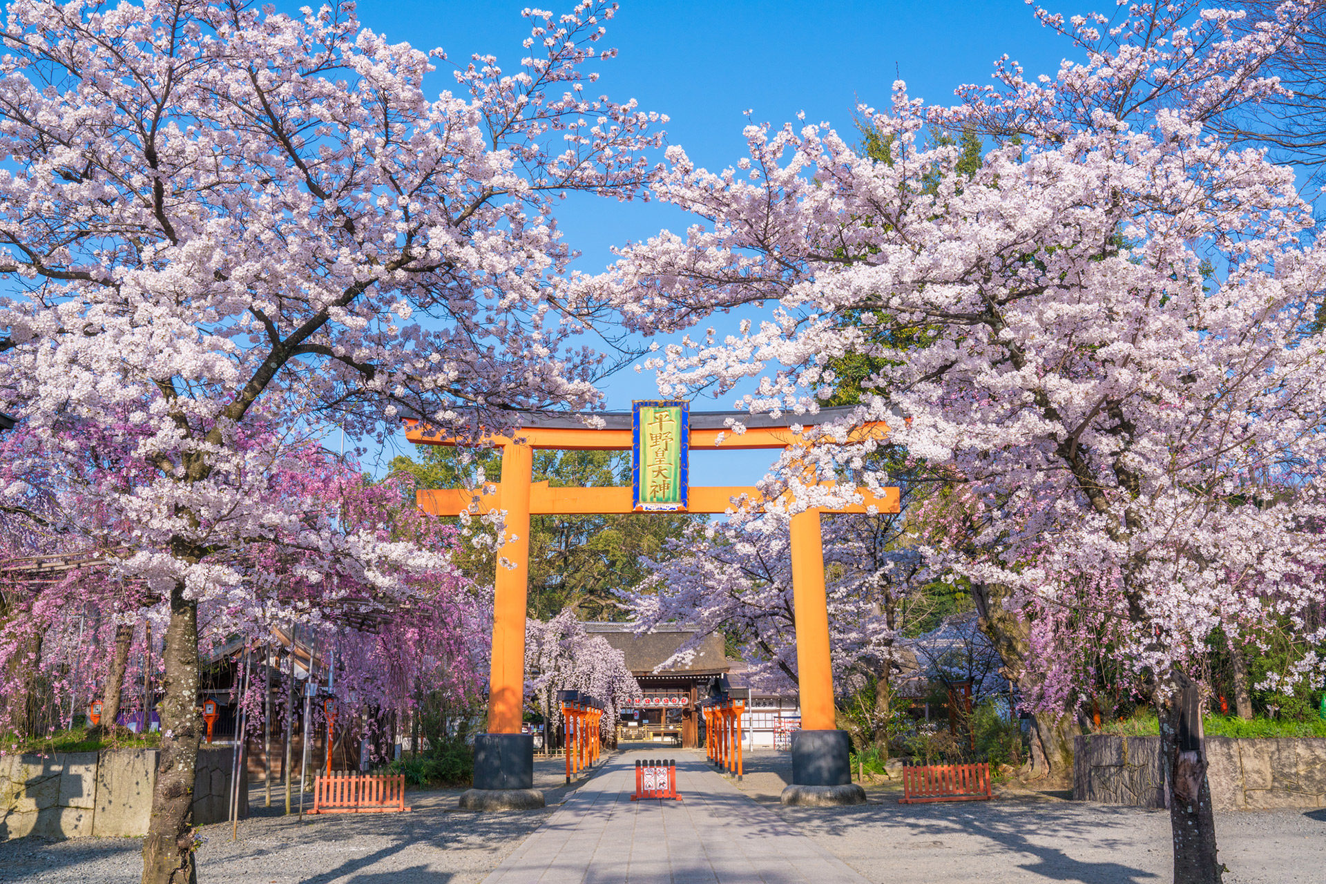 古くから桜の社として有名な京都の平野神社の魅力とは Caedekyoto カエデ京都 紅葉と伝統美を引き継ぐバッグ