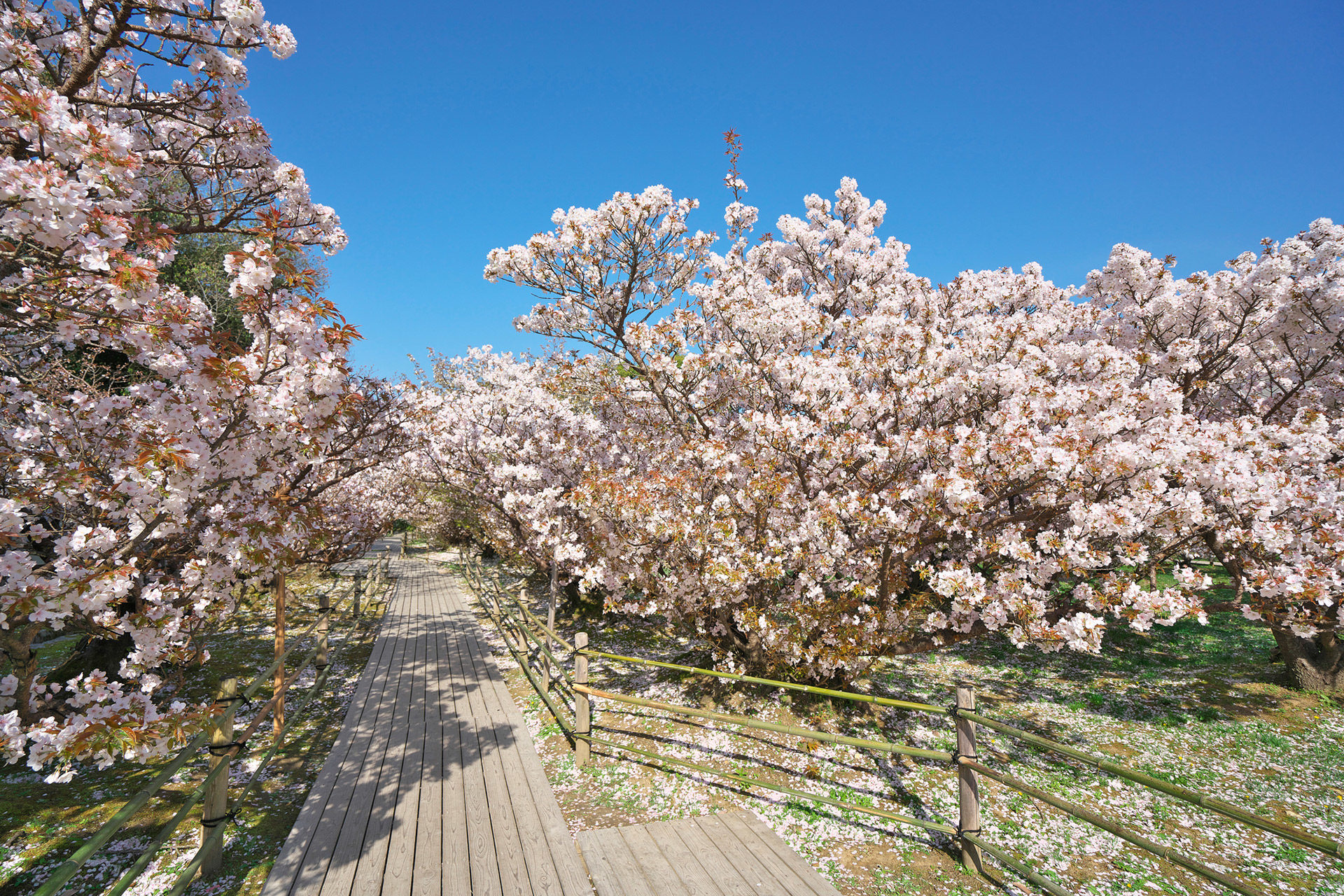 京都 仁和寺 の美しい桜で 癒されてみませんか Caedekyoto カエデ京都 紅葉と伝統美を引き継ぐバッグ