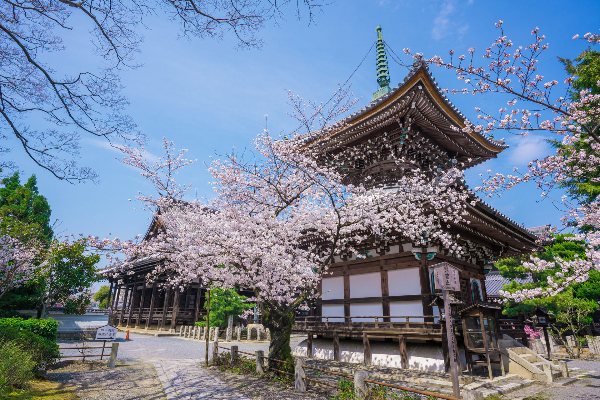 京都の寺院でしか見られない 桜が作り出す圧巻の景色とは Caedekyoto カエデ京都 紅葉と伝統美を引き継ぐバッグ