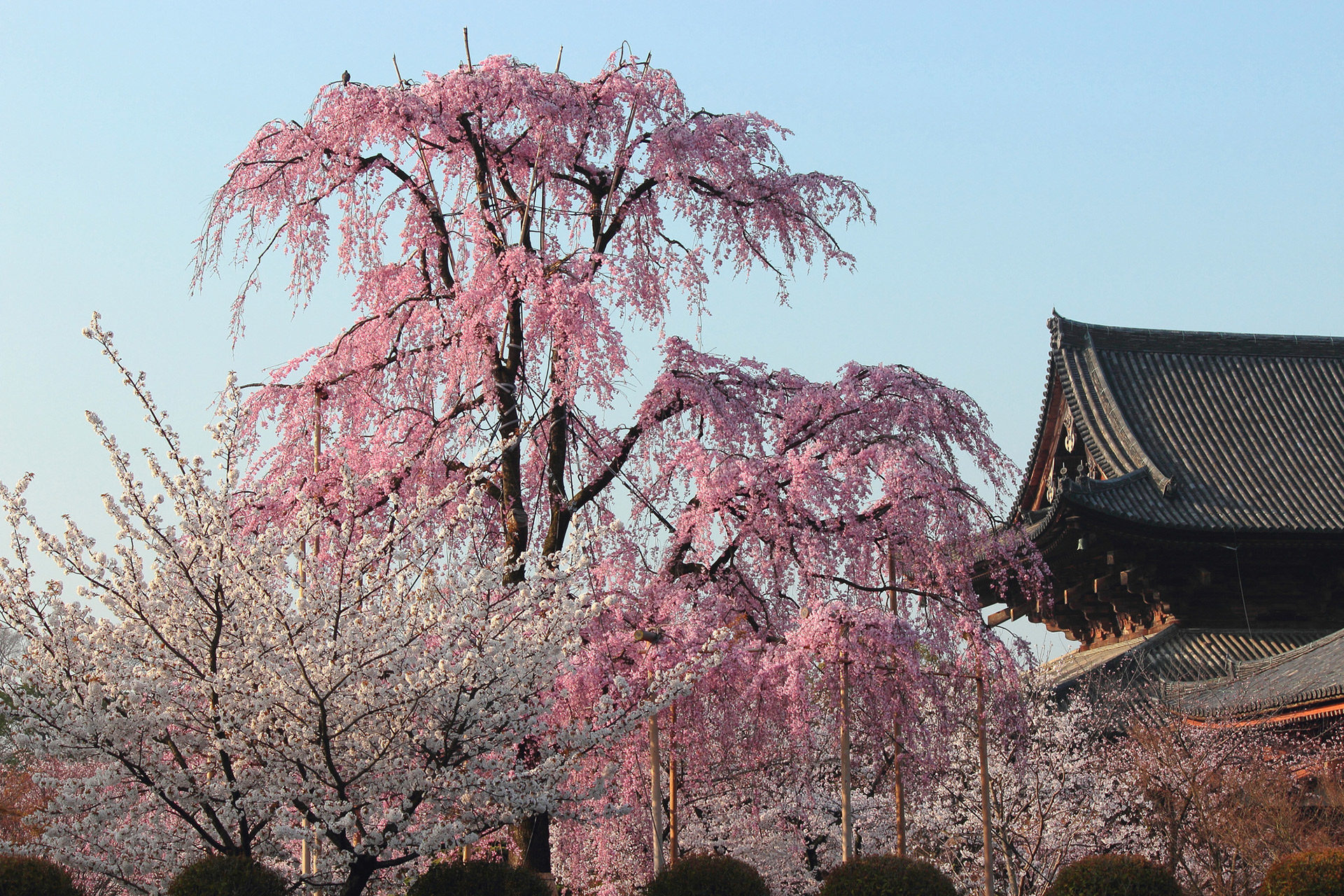 京都の桜は圧巻の美しさ ここは抑えておくべき名所マップ Caedekyoto カエデ京都 紅葉と伝統美を引き継ぐバッグ