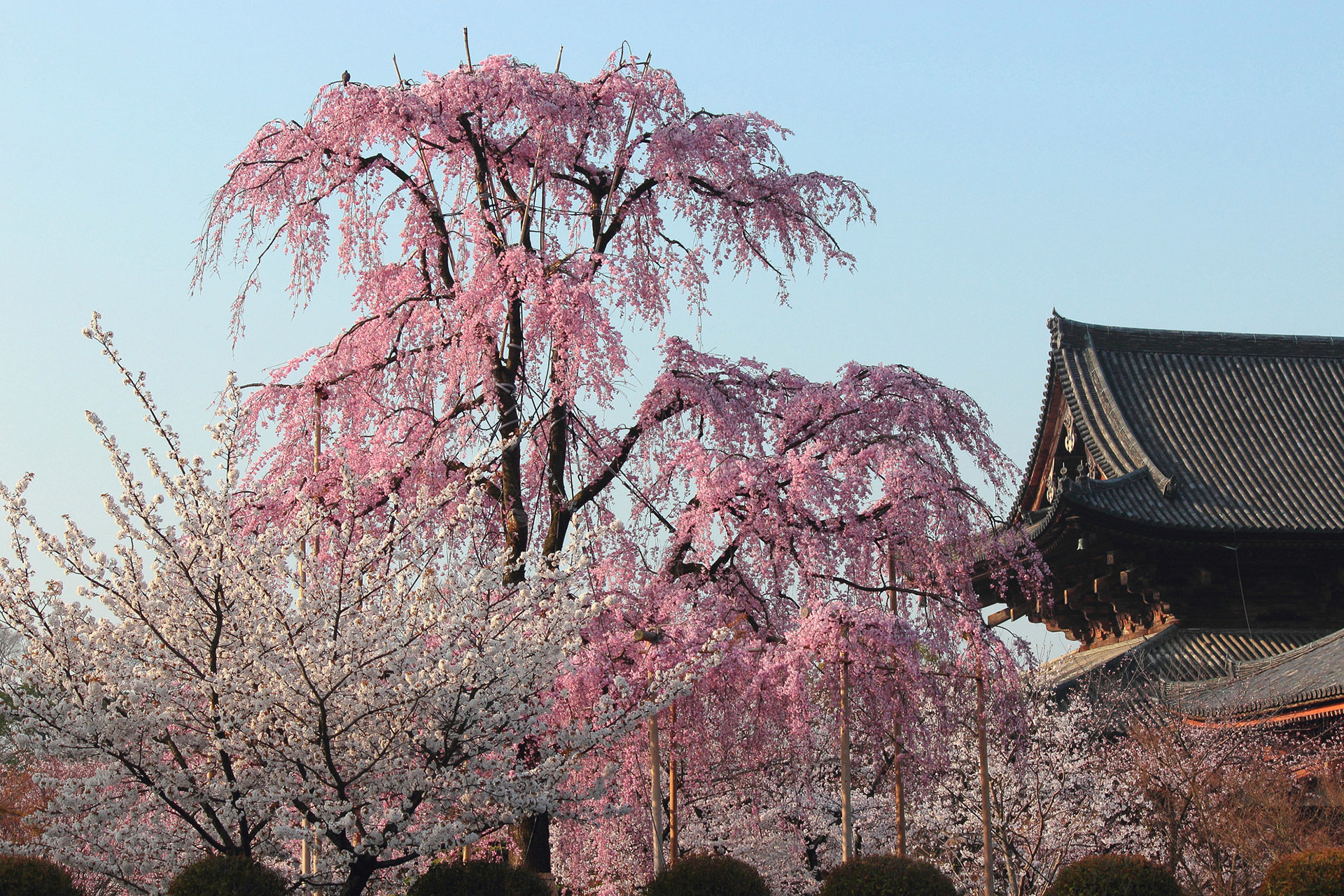 京都で桜の穴場と言えば 東寺 その魅力とは Caedekyoto カエデ京都 紅葉と伝統美を引き継ぐバッグ