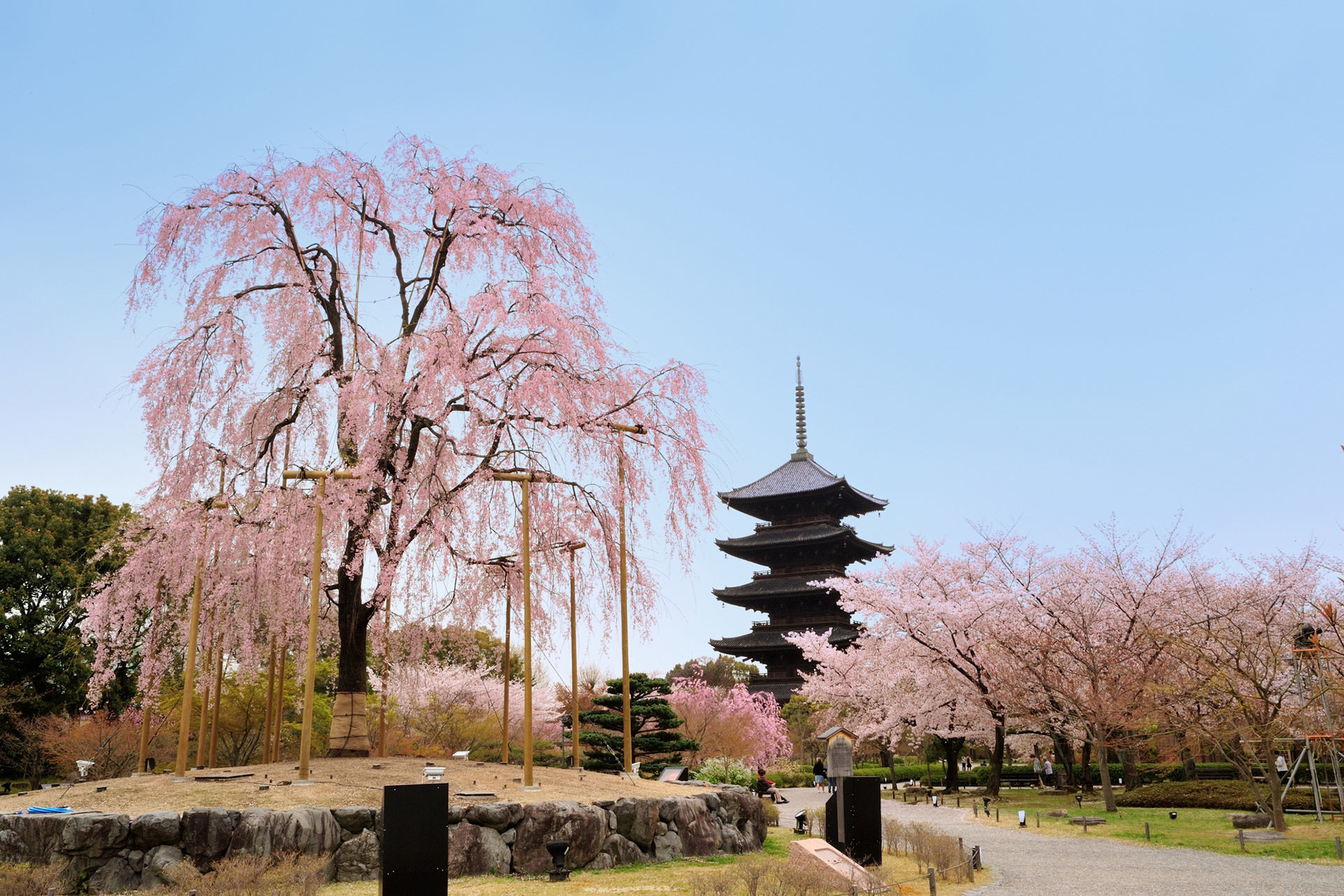 混雑を避けながら京都の桜をゆったり楽しむ方法は Caedekyoto カエデ京都 紅葉と伝統美を引き継ぐバッグ
