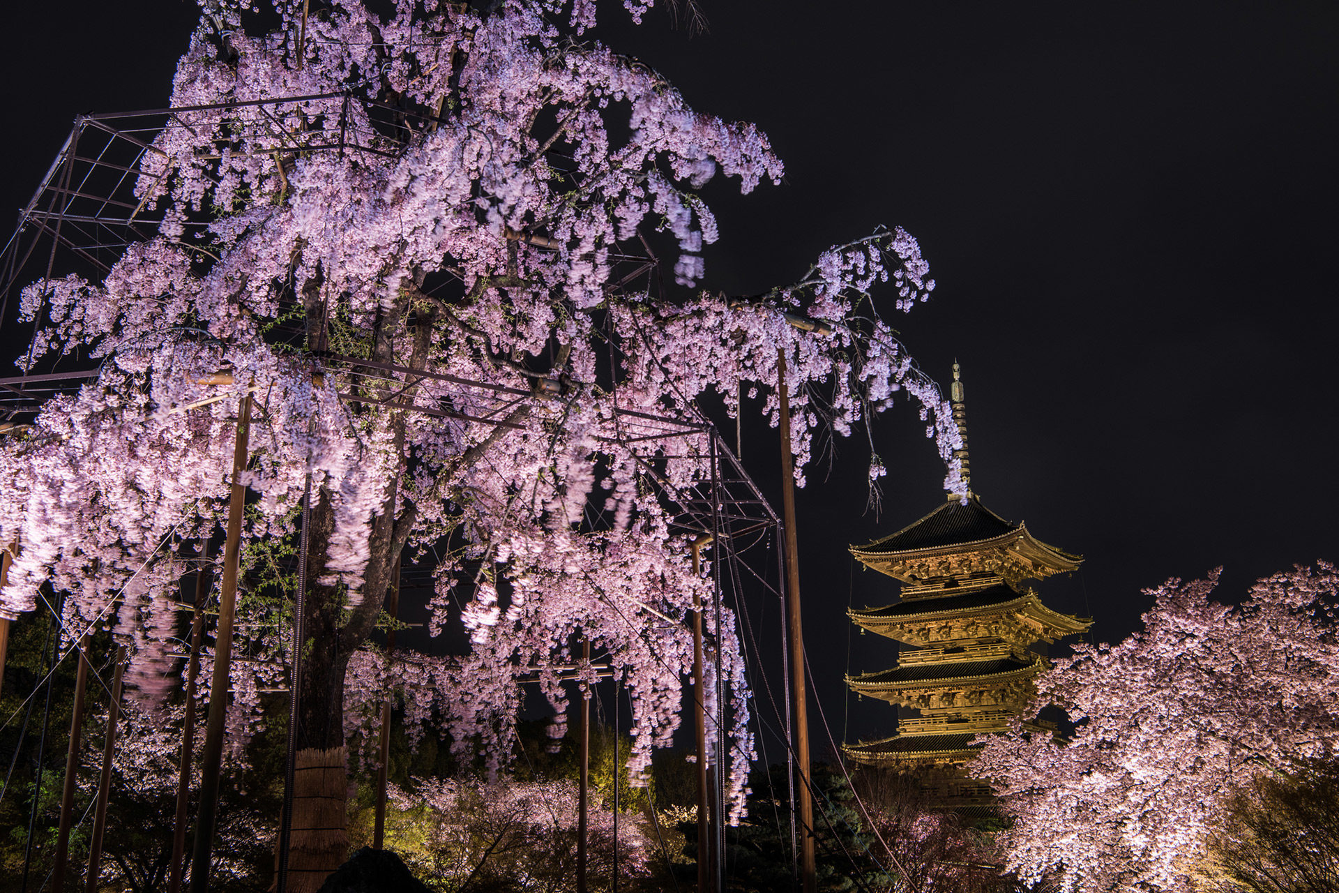 京都でしか見られない 夜に輝く桜が見られる場所とは Caedekyoto カエデ京都 紅葉と伝統美を引き継ぐバッグ