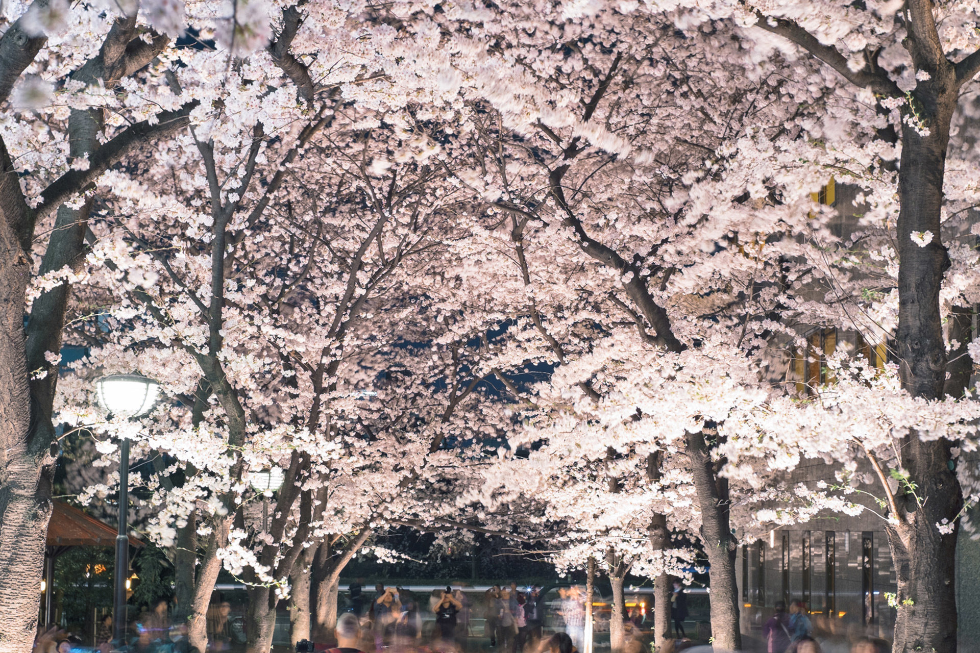 京都の春と言えば 桜 桜のシーズンに行わるイベントは Caedekyoto カエデ京都 紅葉と伝統美を引き継ぐバッグ