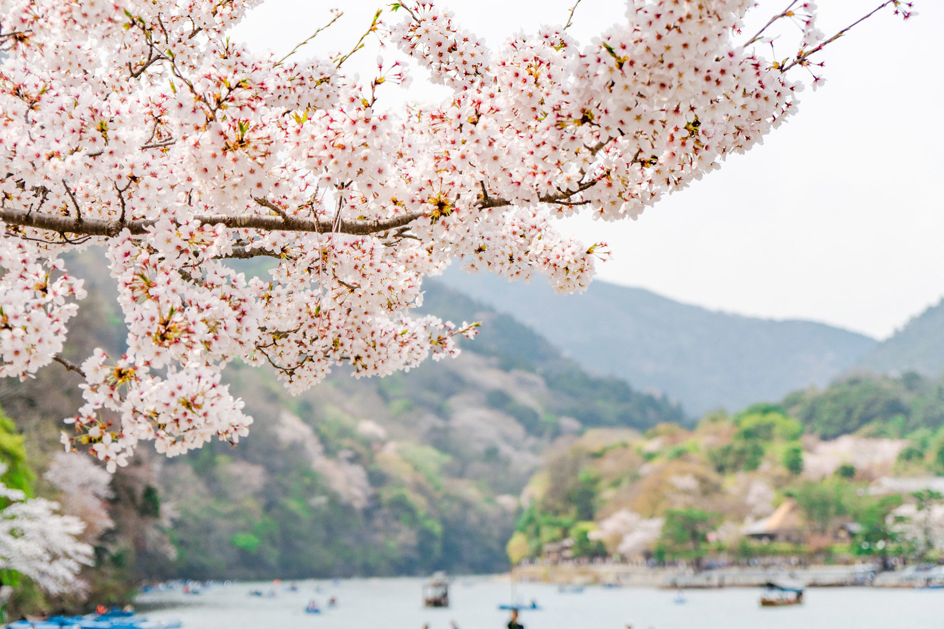 京都で見られる絶景の桜並木でゆったりと過ごしてみませんか Caedekyoto カエデ京都 紅葉と伝統美を引き継ぐバッグ