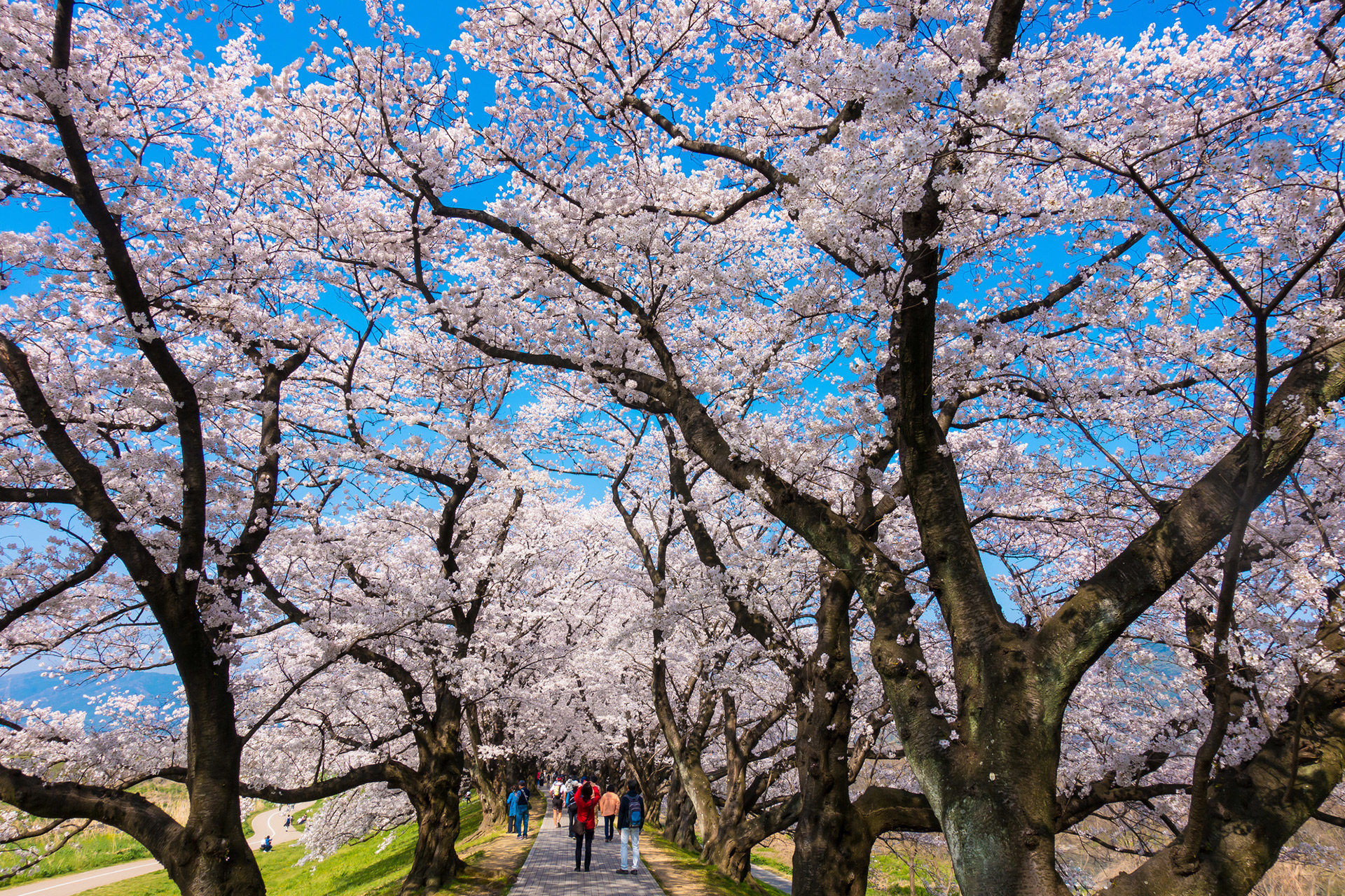 京都の中でも美しい桜のトンネルをご存知でしょうか Caedekyoto カエデ京都 紅葉と伝統美を引き継ぐバッグ