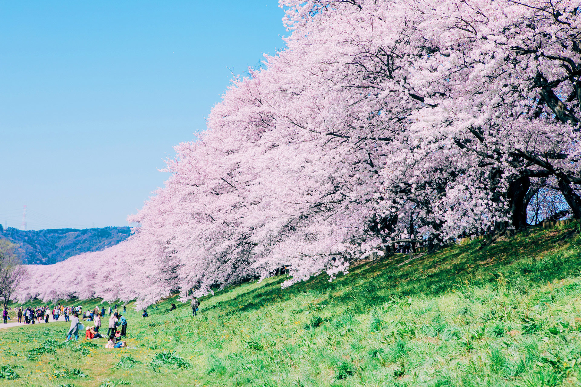 今週末 ピクニックをしながら京都の桜を満喫したい と思っている方におすすめスポットをご紹介 Caedekyoto カエデ京都 紅葉と伝統美を引き継ぐバッグ