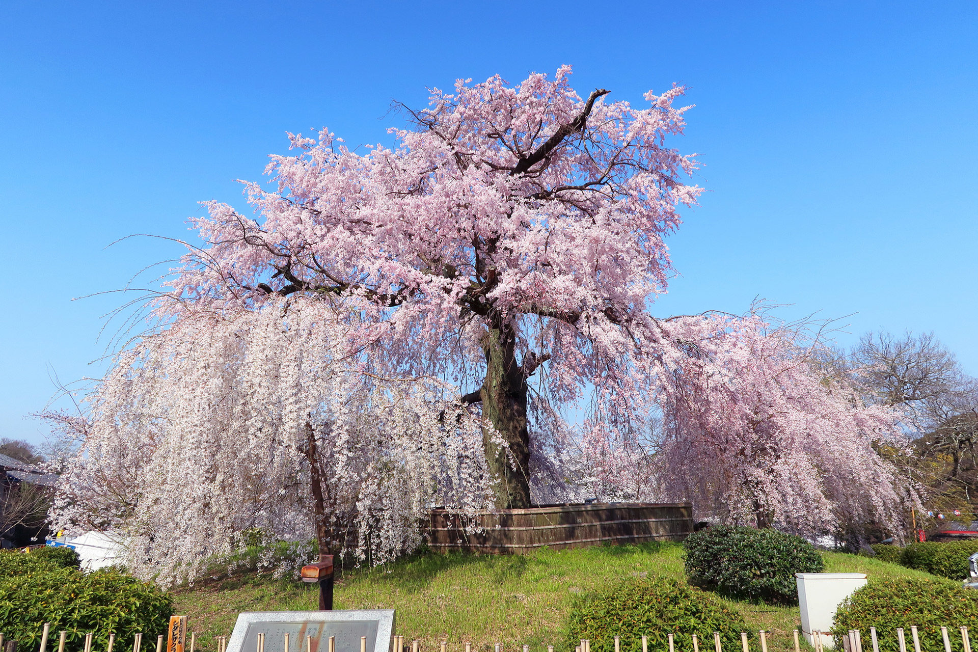 京都の桜を満喫するならば この公園がおすすめ Caedekyoto カエデ京都 紅葉と伝統美を引き継ぐバッグ