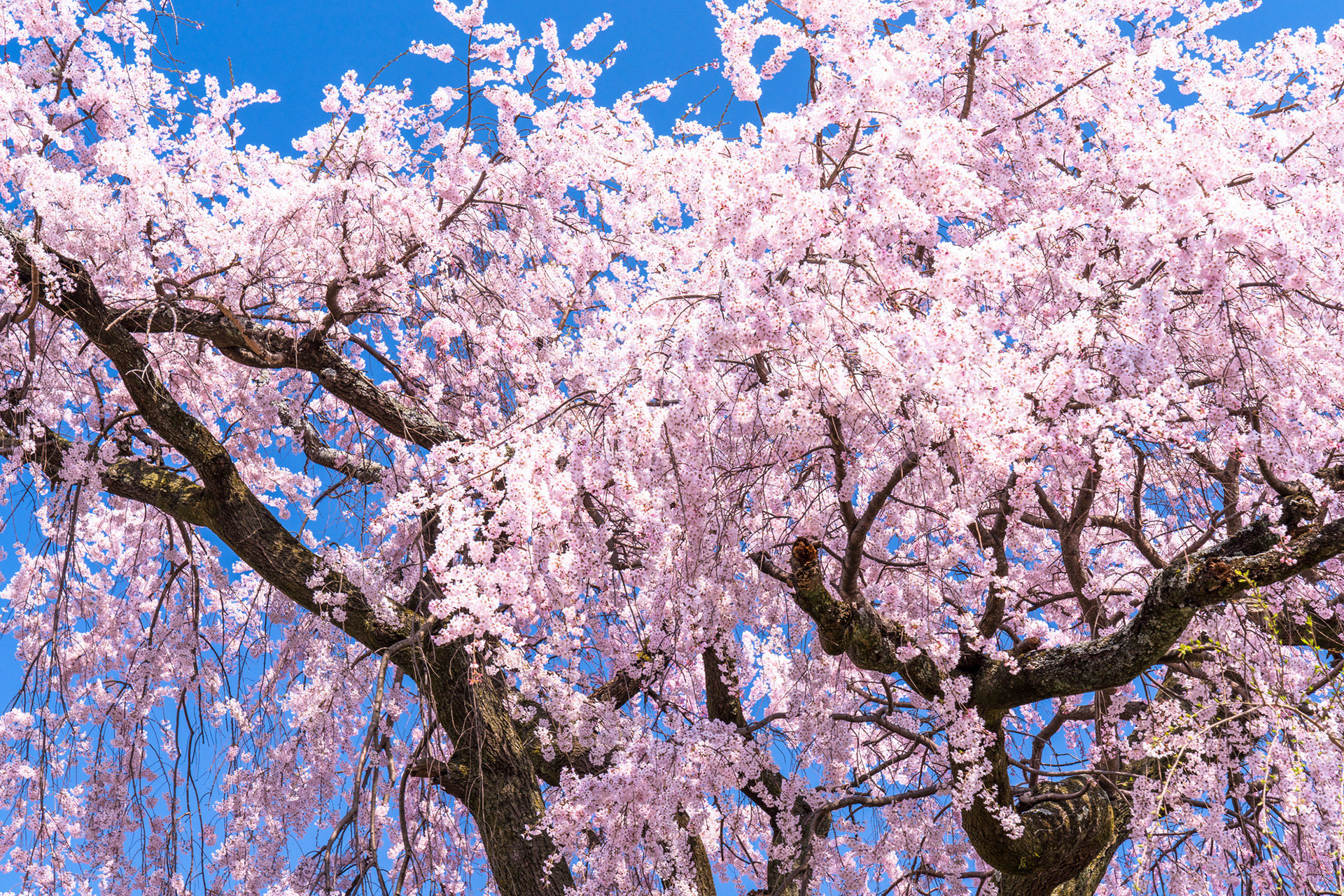 京都の中で1番早咲きの桜スポットは Caedekyoto カエデ京都 紅葉と伝統美を引き継ぐバッグ