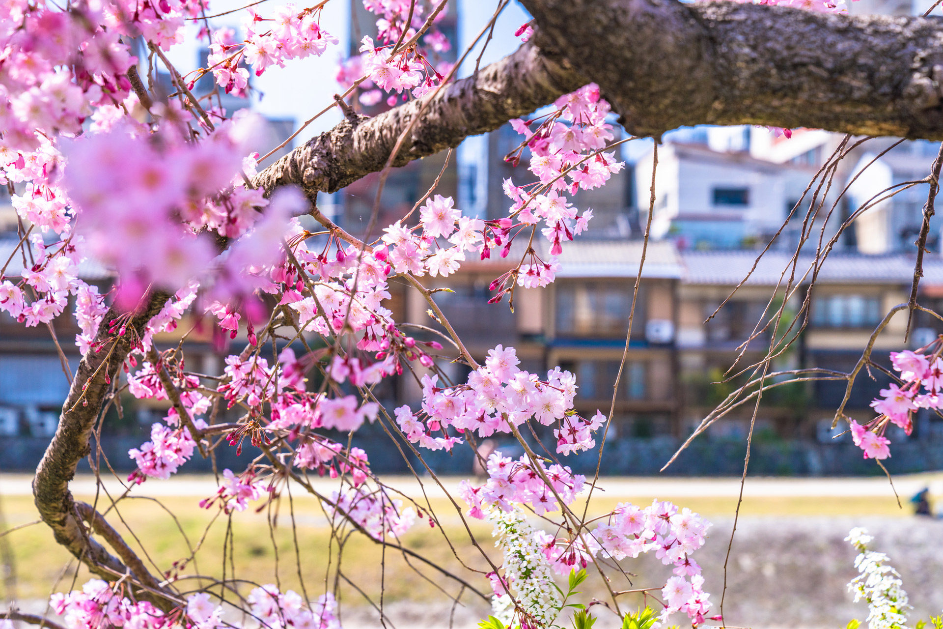 京都の春の名所と言えば桜！桜を満喫出来るおすすめのツアーは？ | caedeKyoto[カエデ京都] 紅葉と伝統美を引き継ぐバッグ