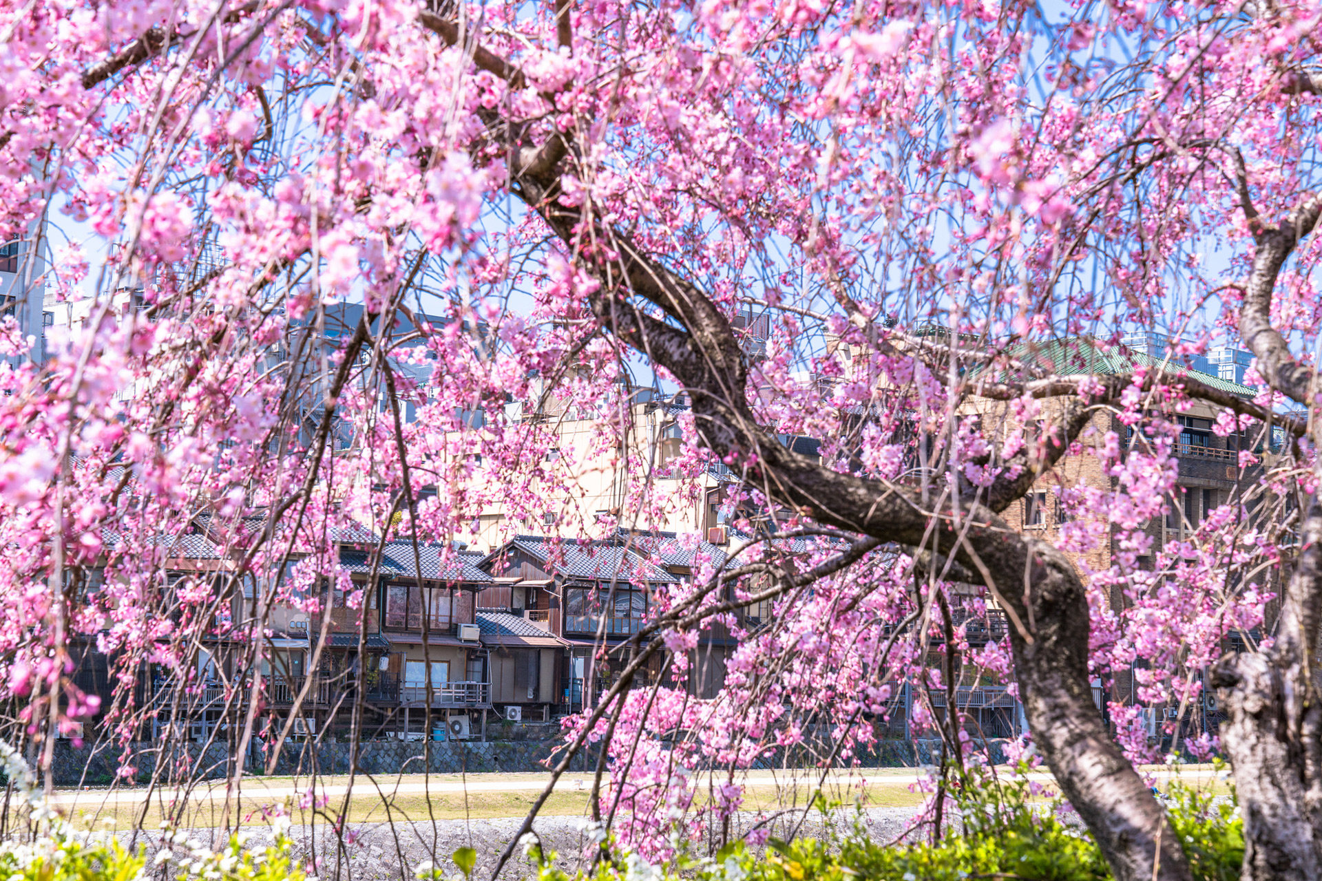 京都の桜は名所がたくさん それぞれの満開になる見頃はいつ頃 Caedekyoto カエデ京都 紅葉と伝統美を引き継ぐバッグ