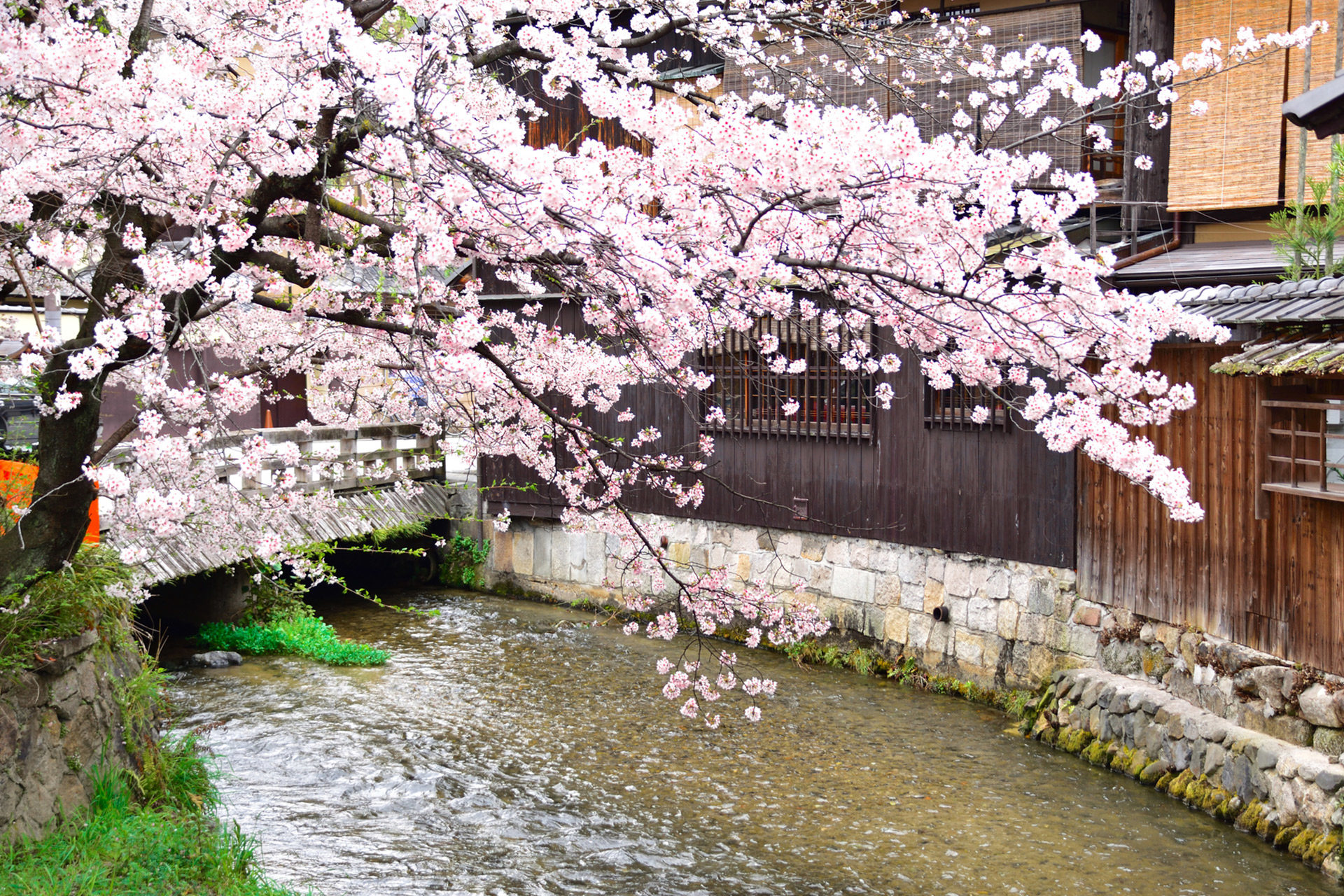 混雑を避けながら京都の桜をゆったり楽しむ方法は Caedekyoto カエデ京都 紅葉と伝統美を引き継ぐバッグ