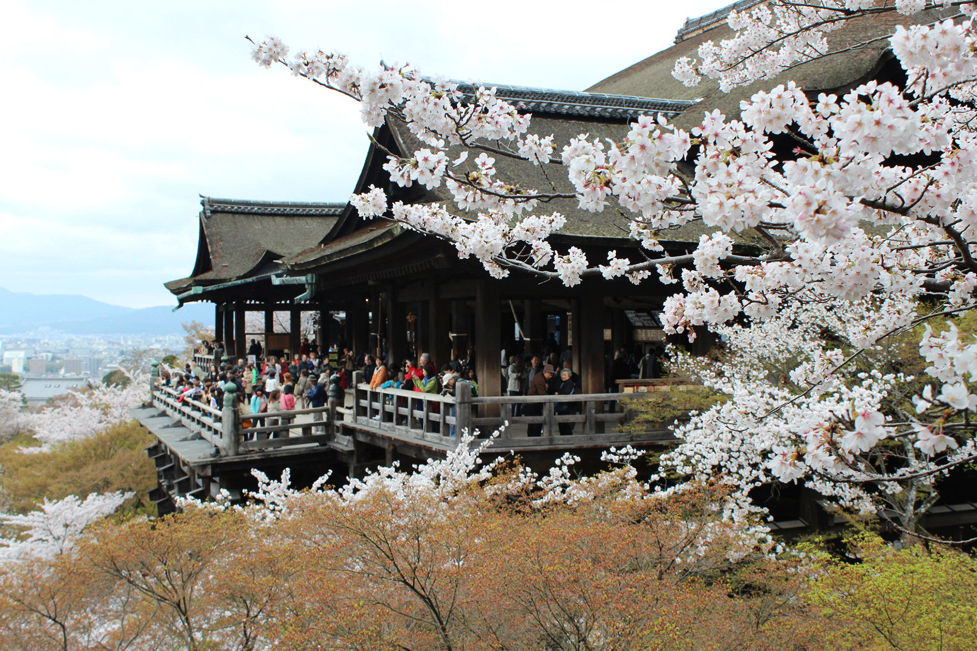 現代の京都と古き良き京都の建物が作り出す 桜の絶景とは Caedekyoto カエデ京都 紅葉と伝統美を引き継ぐバッグ