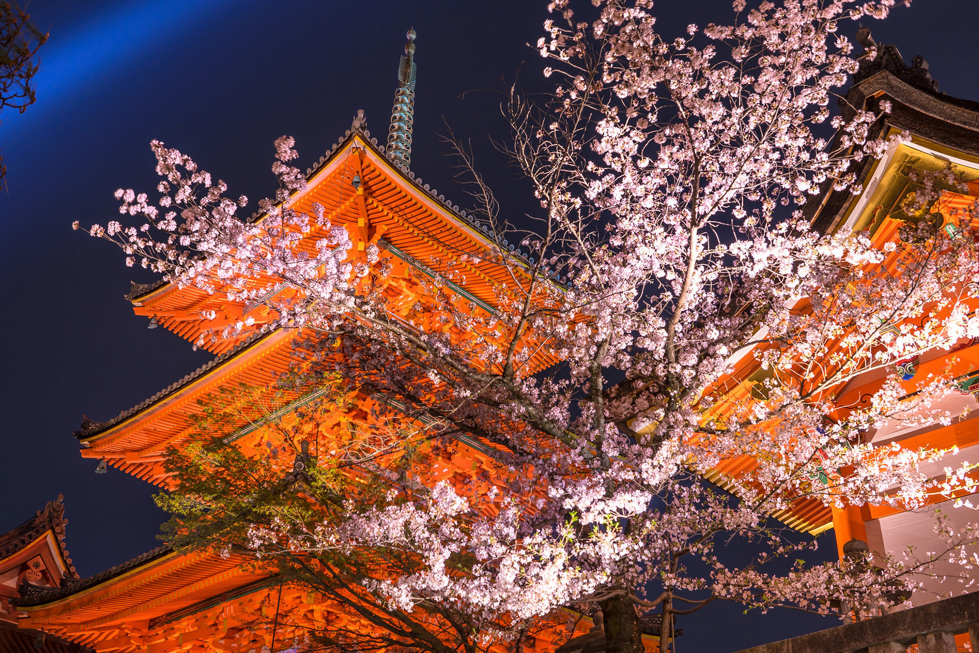 京都の桜は圧巻の美しさ ここは抑えておくべき名所マップ Caedekyoto カエデ京都 紅葉と伝統美を引き継ぐバッグ