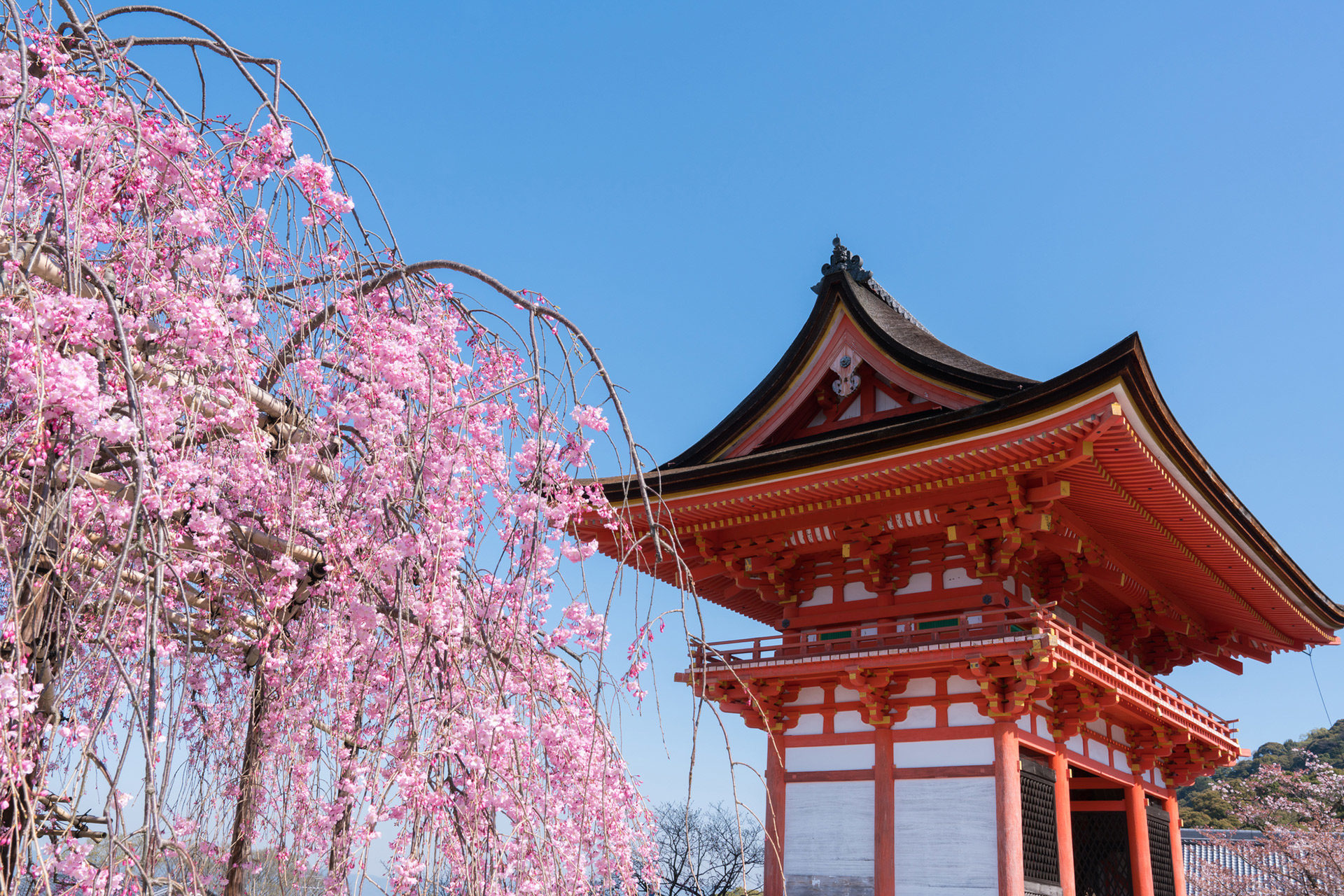 現代の京都と古き良き京都の建物が作り出す 桜の絶景とは Caedekyoto カエデ京都 紅葉と伝統美を引き継ぐバッグ