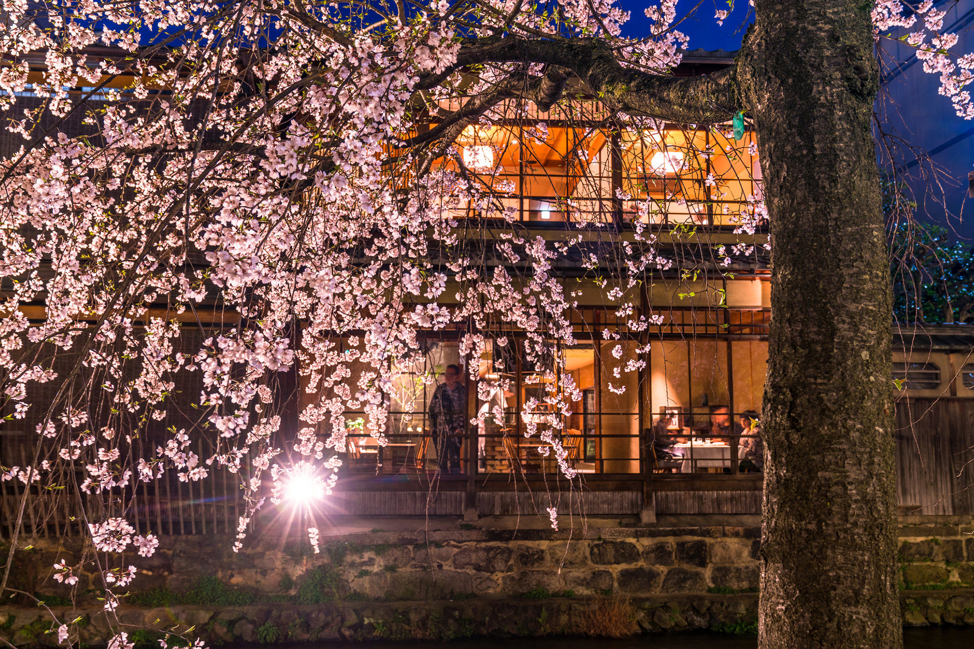 京都でしか見られない 夜に輝く桜が見られる場所とは Caedekyoto カエデ京都 紅葉と伝統美を引き継ぐバッグ