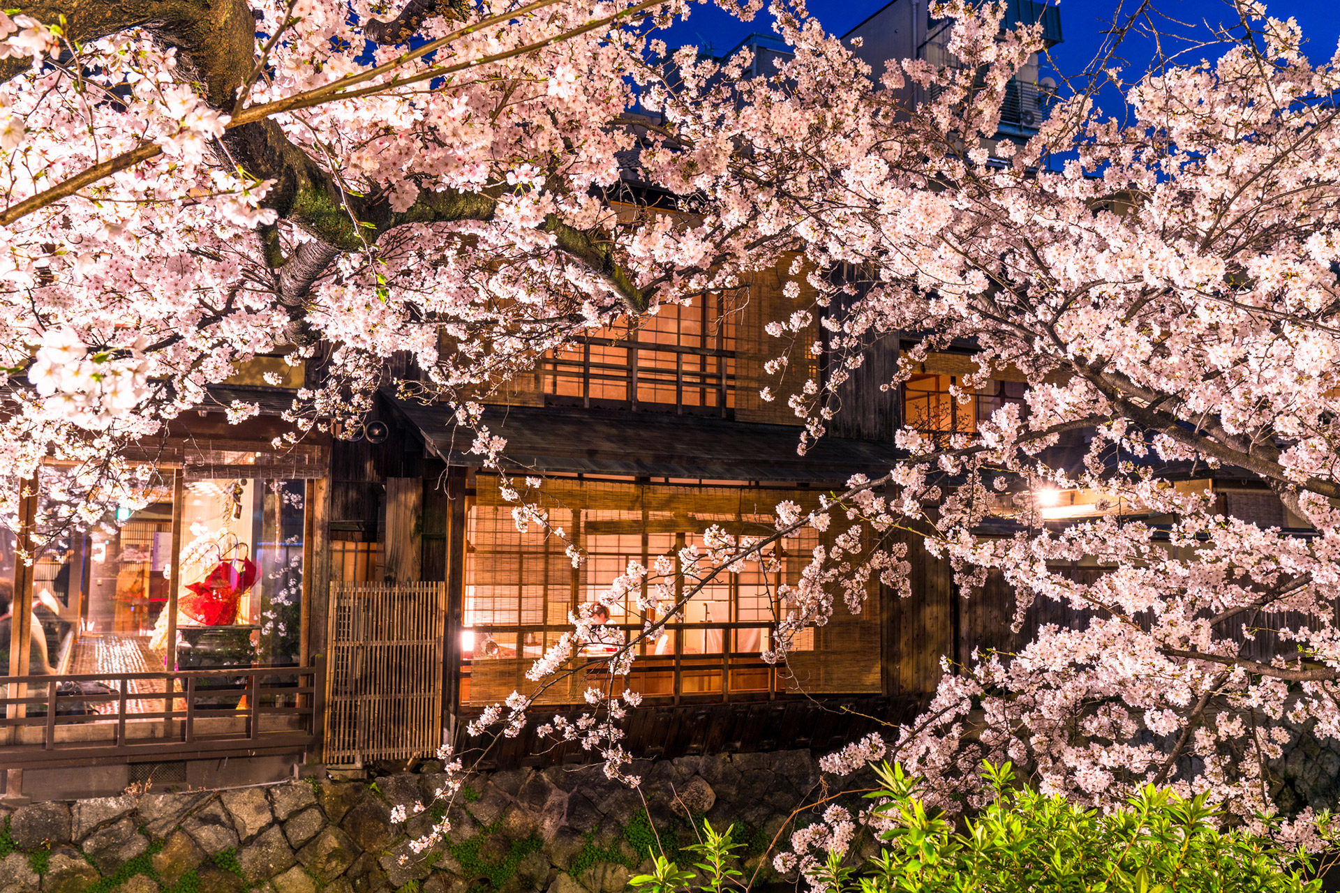 京都 祇園白川 桜 ライトアップ Caedekyoto カエデ京都 紅葉と伝統美を引き継ぐバッグ