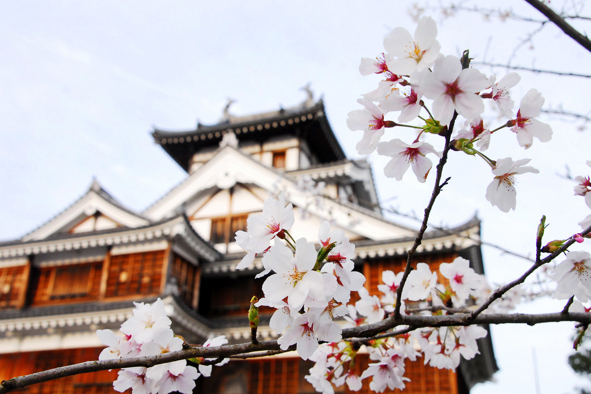 京都の中でも1番古いとされる銭湯 桜湯 レトロな雰囲気の中で身も心も癒されてみませんか Caedekyoto カエデ京都 紅葉と伝統美を引き継ぐバッグ