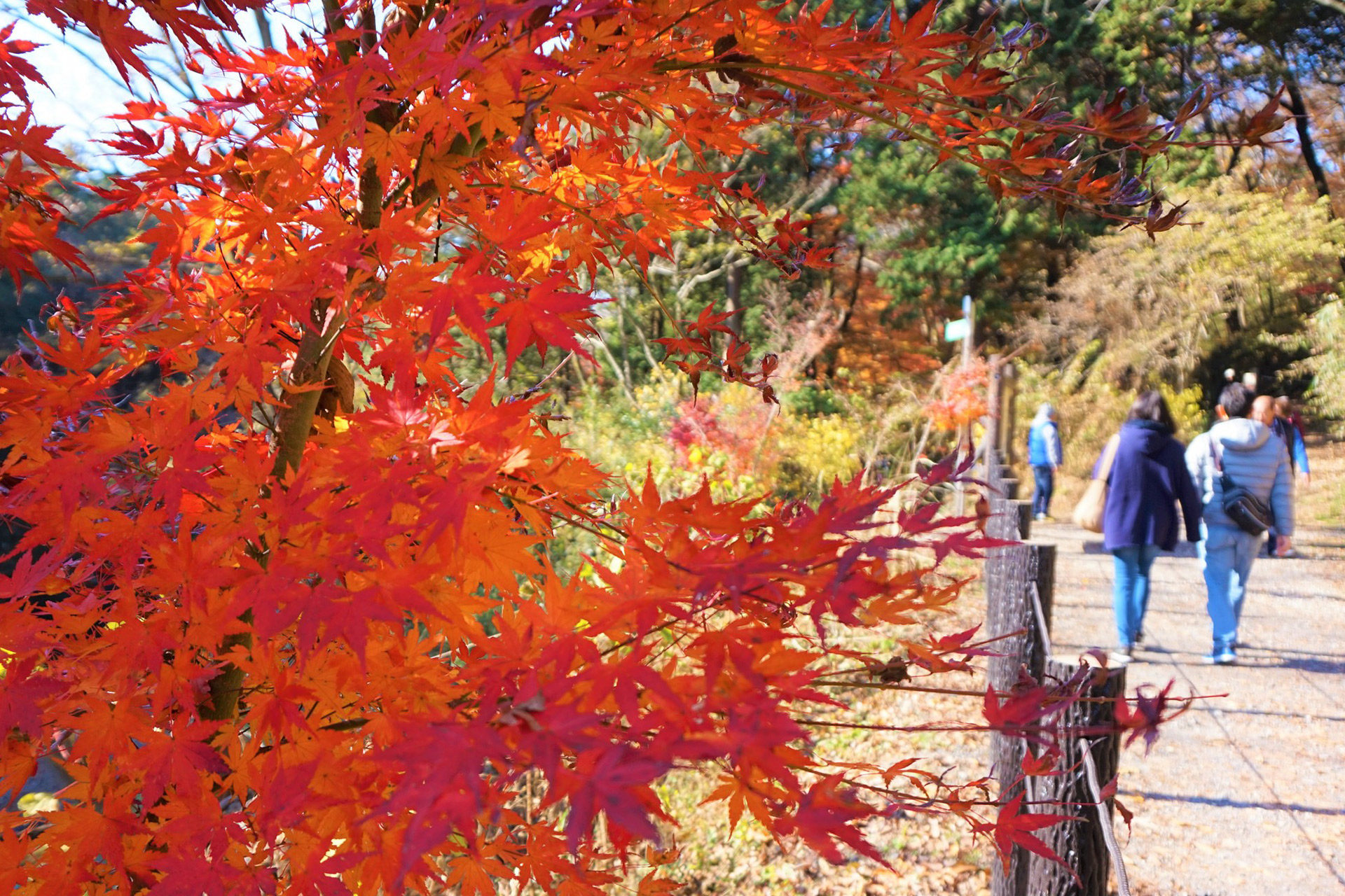 京都を訪れて秋のデートを満喫しませんか 秋のデートにおすすめの京都観光スポットをご紹介 Caedekyoto カエデ京都 紅葉と伝統美を引き継ぐバッグ
