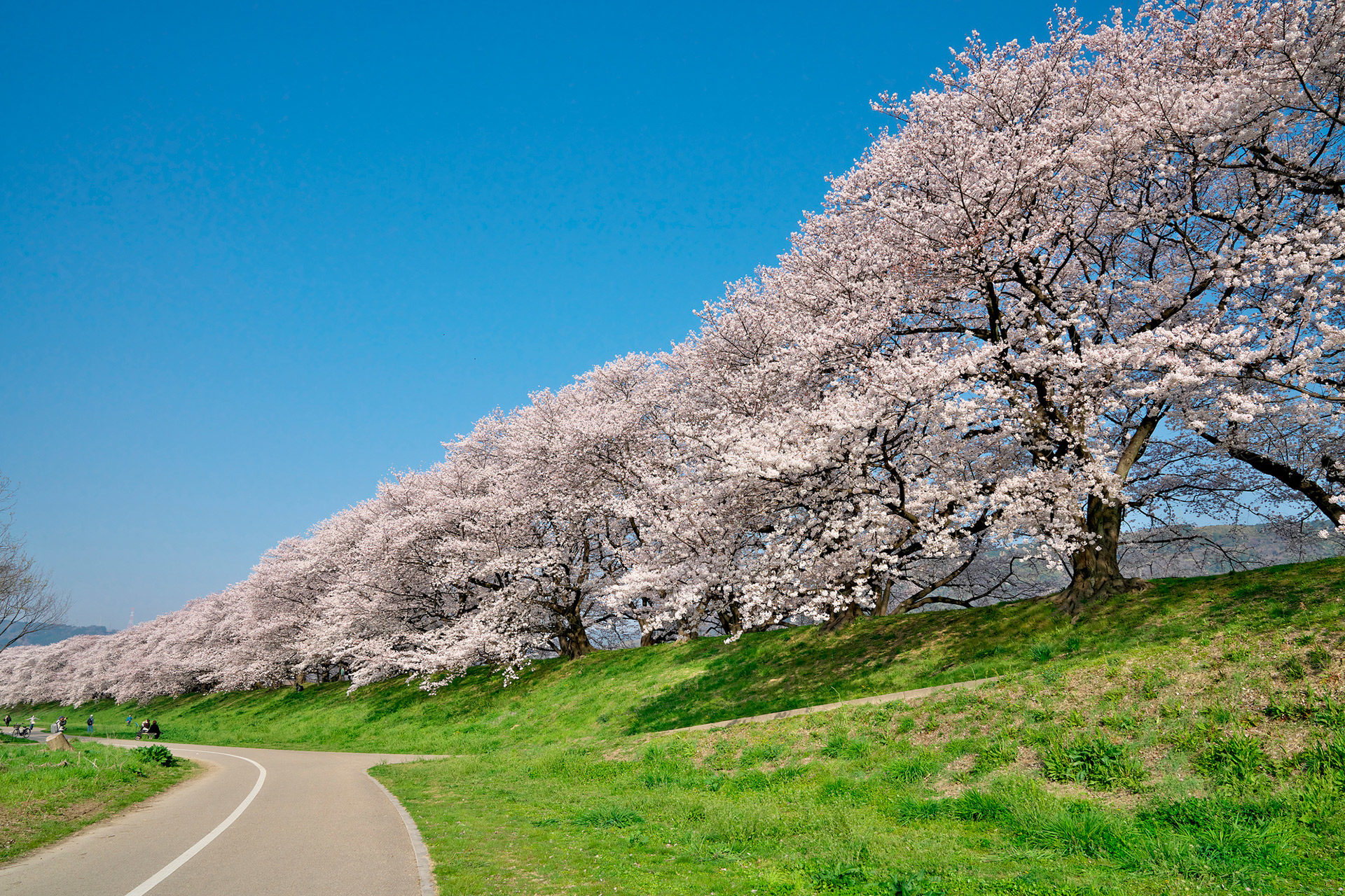 壮大な桜の絶景を見るなら…京都の背割堤がおすすめ|caedeKyoto[カエデ京都] 紅葉と伝統美を引き継ぐバッグ