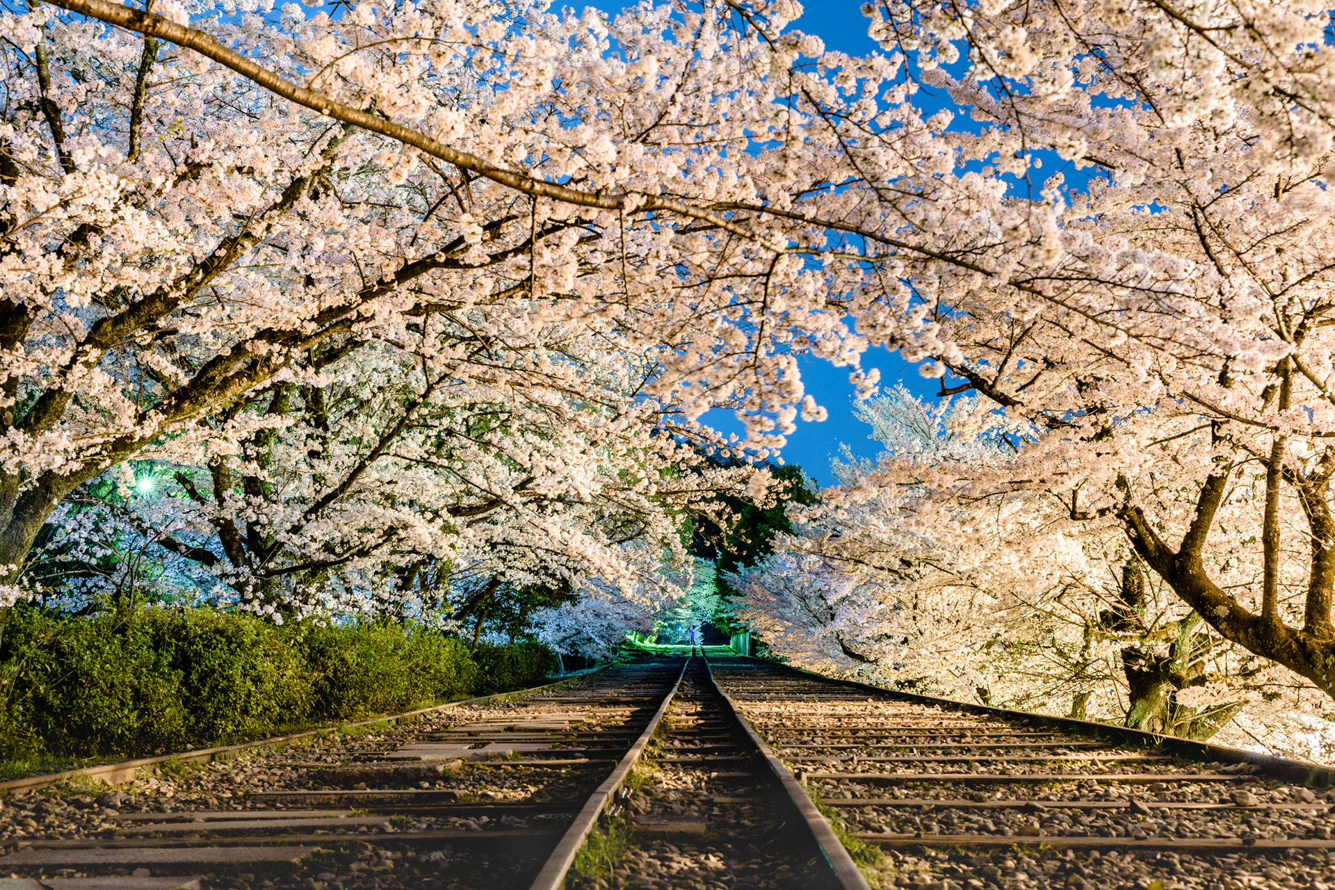 京都のここでしか見られない桜の絶景を 線路から見る桜の景色 とは Caedekyoto カエデ京都 紅葉と伝統美を引き継ぐバッグ