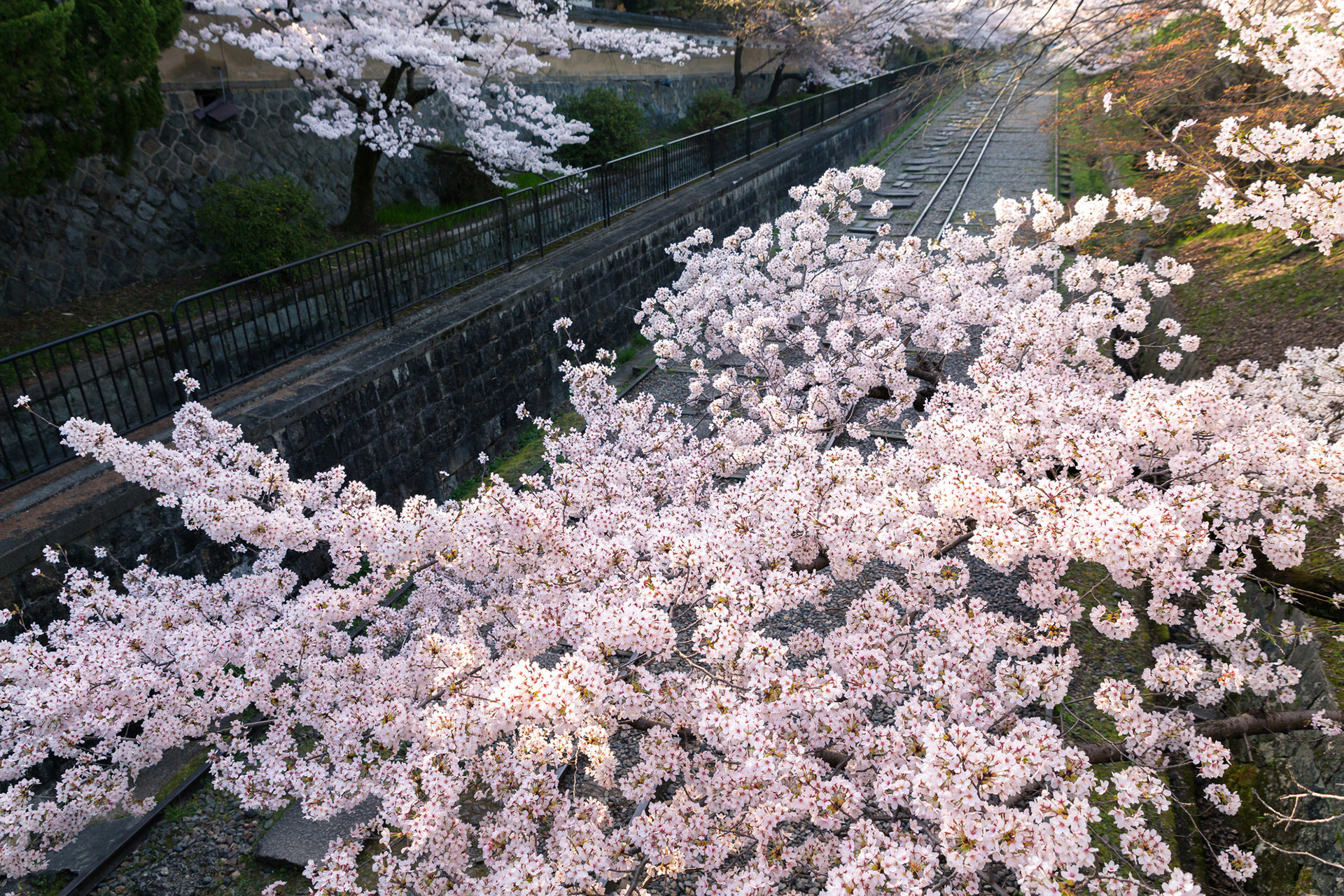 21年の京都の桜の開花状況や見所は Caedekyoto カエデ京都 紅葉と伝統美を引き継ぐバッグ