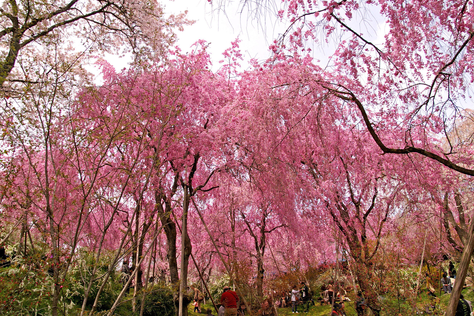 京都 原谷苑 は隠れた桜の名所 静かな中で桜をじっくり愛でるにはおすすめ Caedekyoto カエデ京都 紅葉と伝統美を引き継ぐバッグ