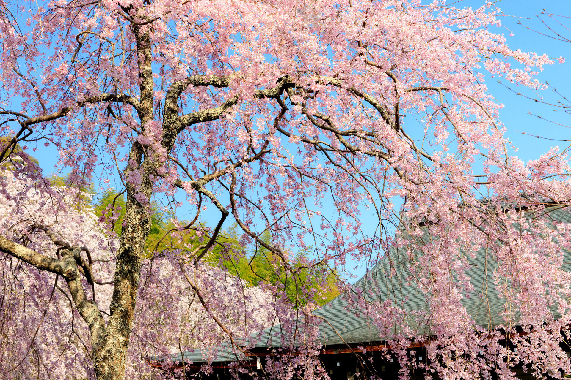 春の京都のデートスポットといえばここ 大事な二人のひとときを 春の京都で楽しみませんか Caedekyoto カエデ京都 紅葉と伝統美を引き継ぐバッグ