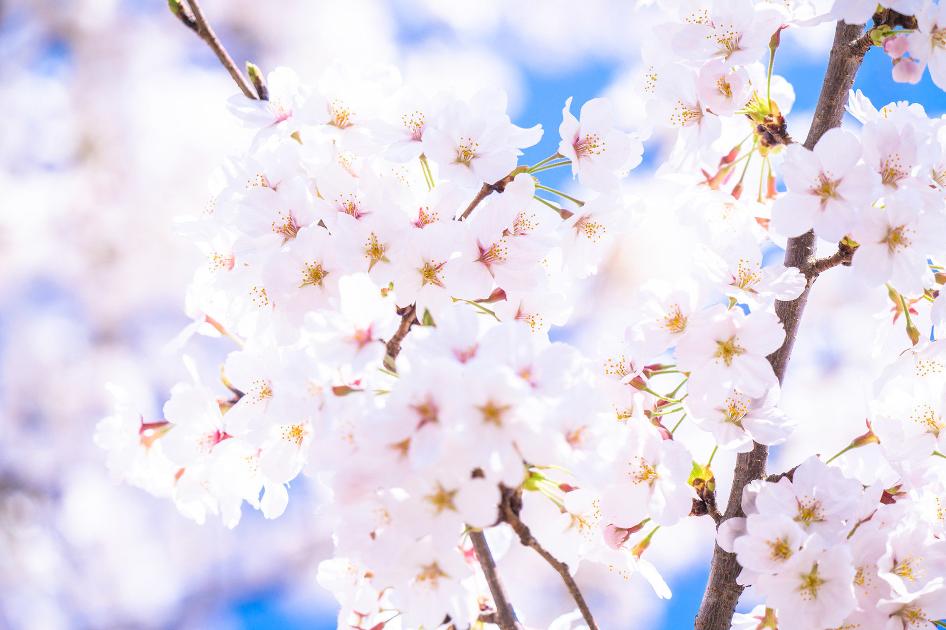 京都の桜は圧巻の美しさ ここは抑えておくべき名所マップ Caedekyoto カエデ京都 紅葉と伝統美を引き継ぐバッグ