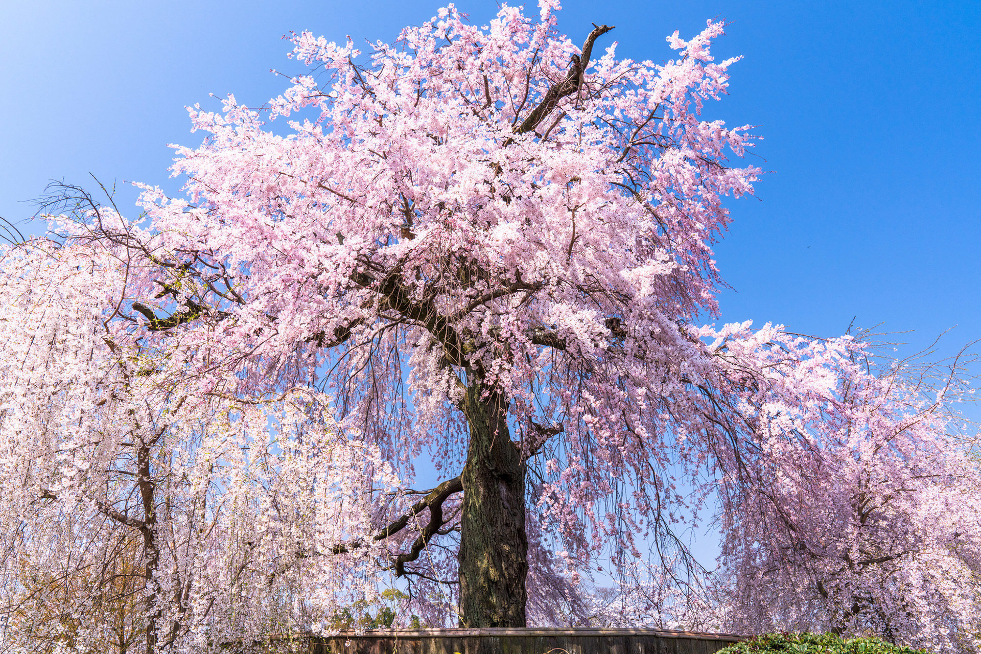 日本の桜の名所が多く集まる京都 21年の見頃はいつ頃になる Caedekyoto カエデ京都 紅葉と伝統美を引き継ぐバッグ