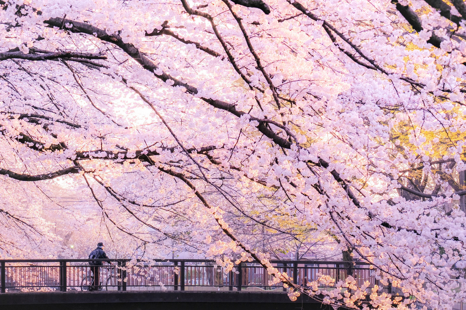 京都 の 桜の 時期