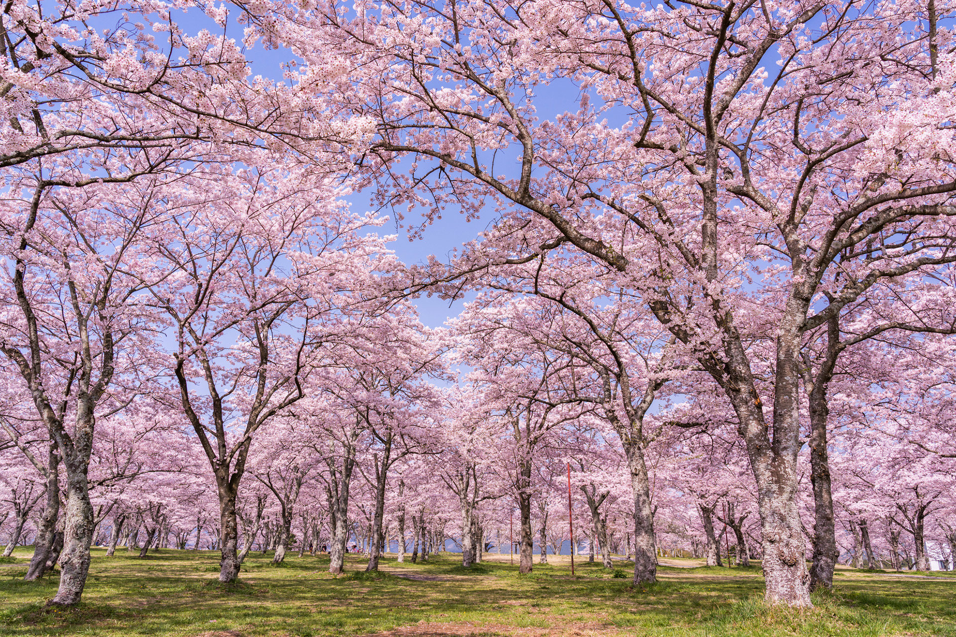 日本の桜の名所が多く集まる京都 22年の見頃はいつ頃になる Caedekyoto カエデ京都 紅葉と伝統美を引き継ぐバッグ