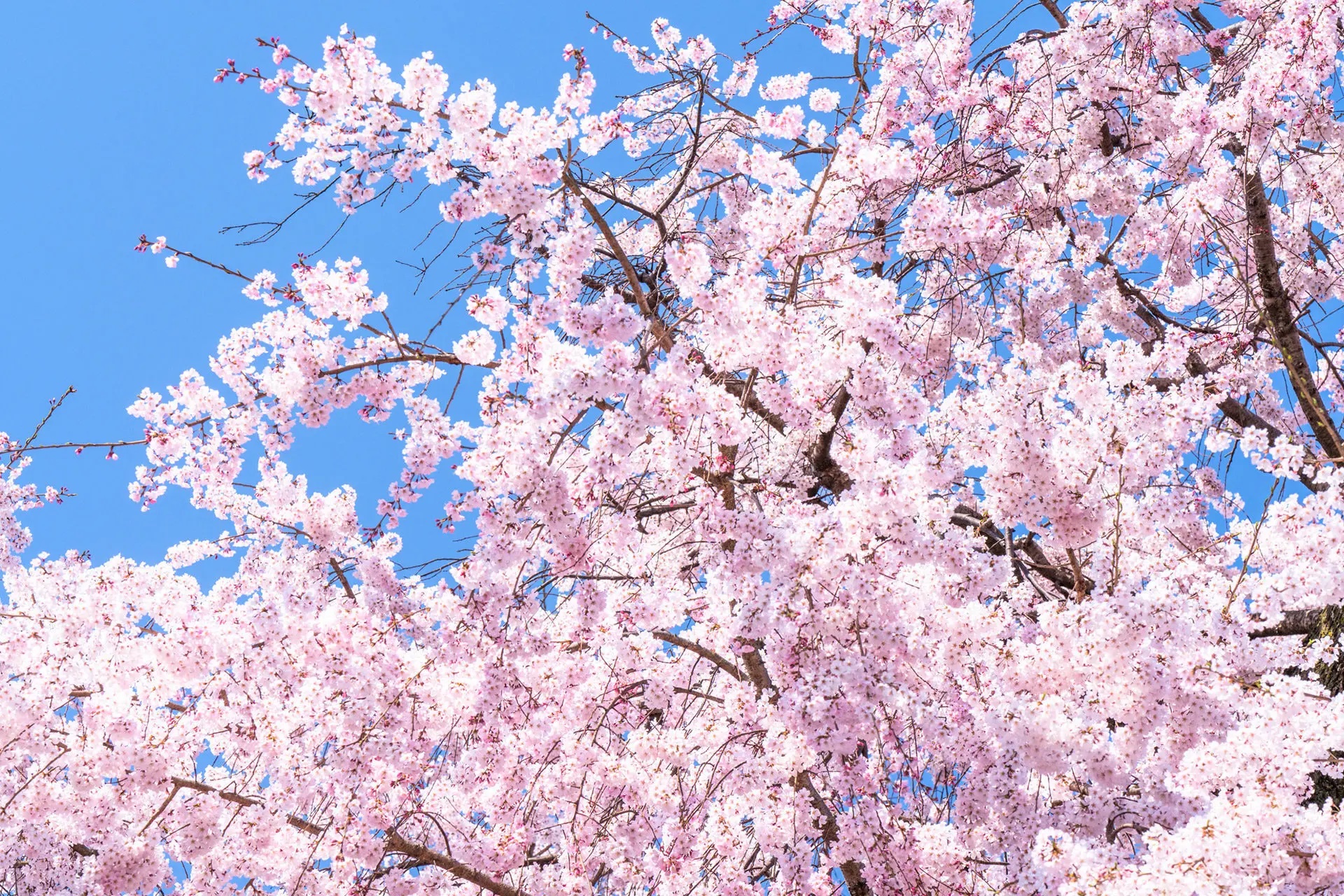 京都の桜は圧巻の美しさ・・・！京都の桜 完全ガイド – 名所・見頃 